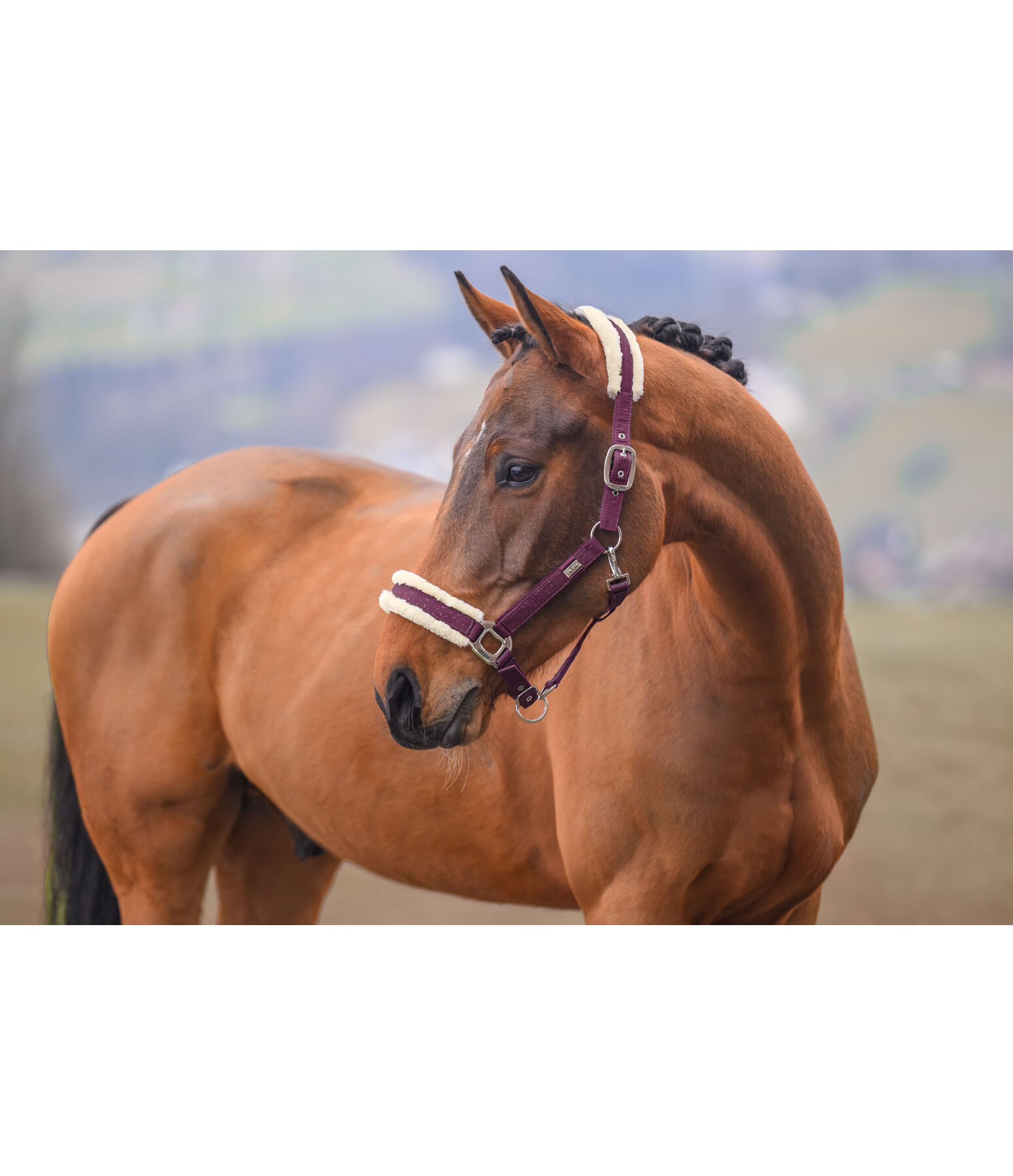 Headcollar Sparkling II