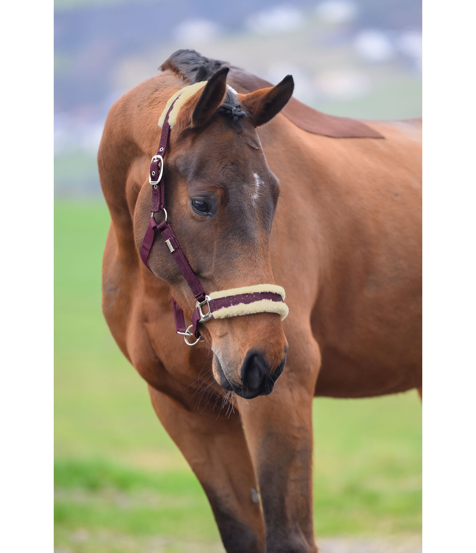 Headcollar Sparkling II