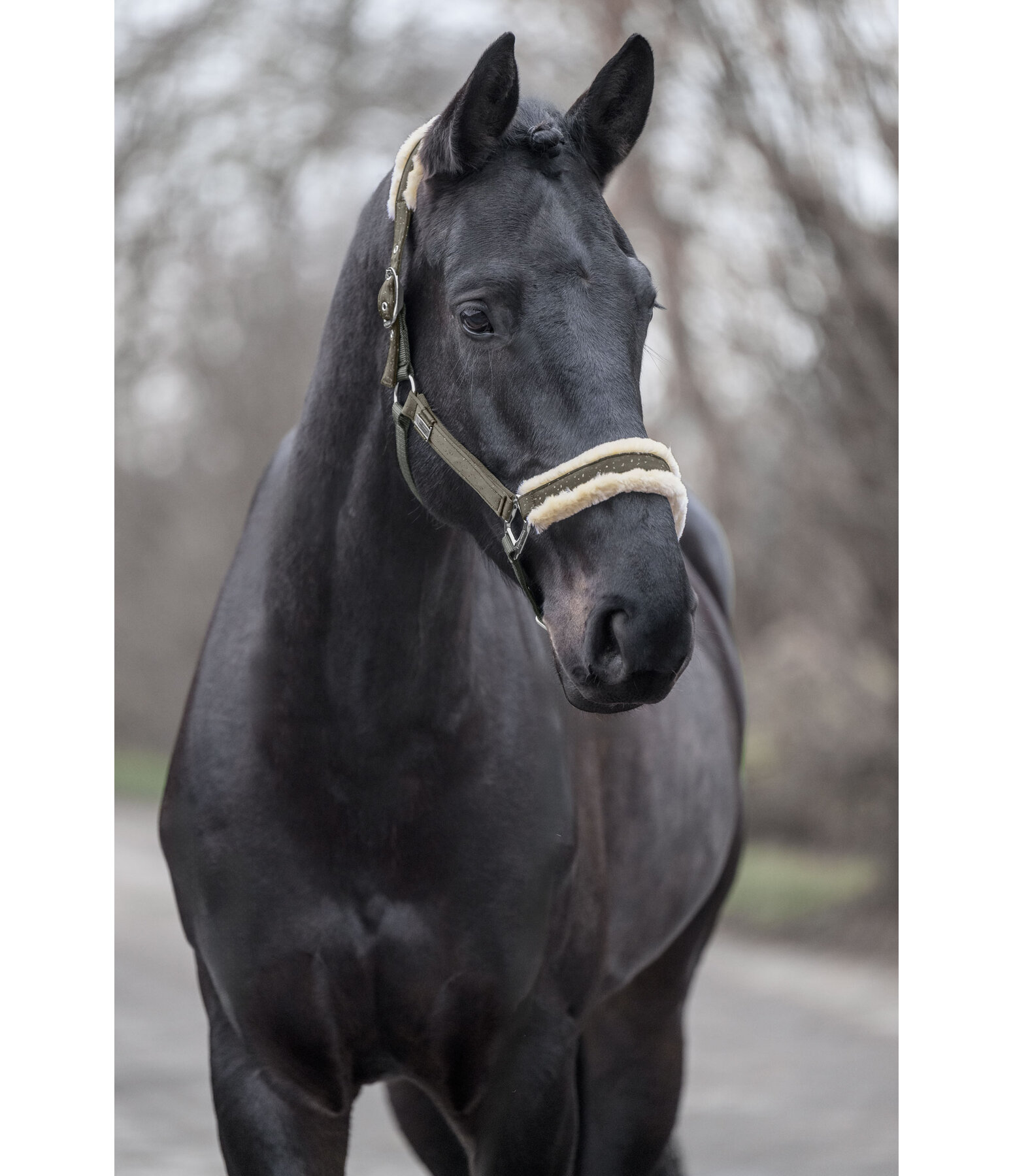 Headcollar Sparkling II