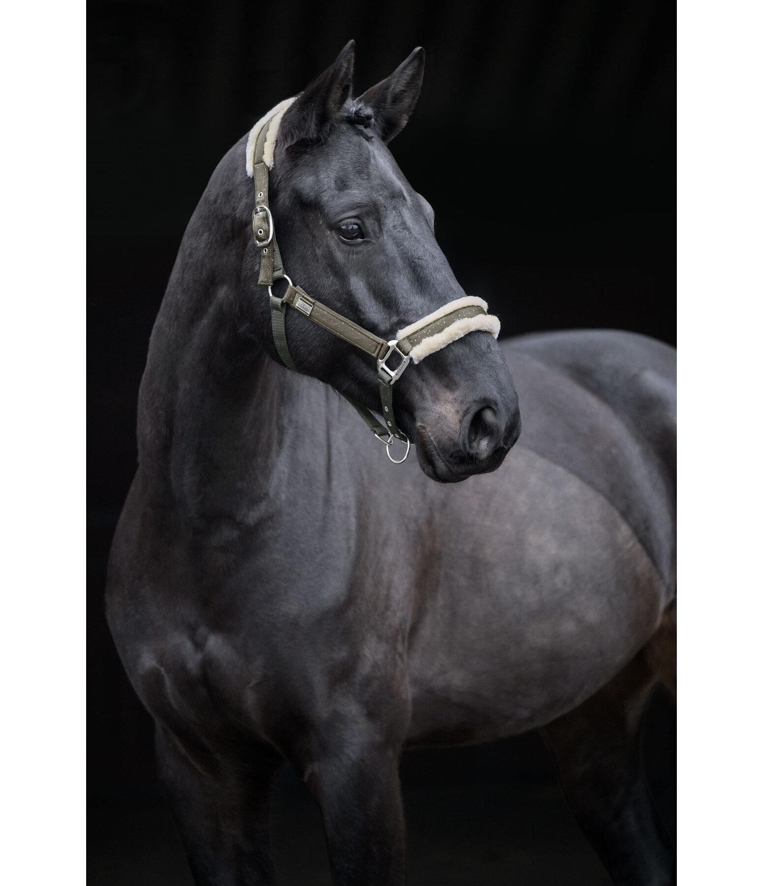 Headcollar Sparkling II