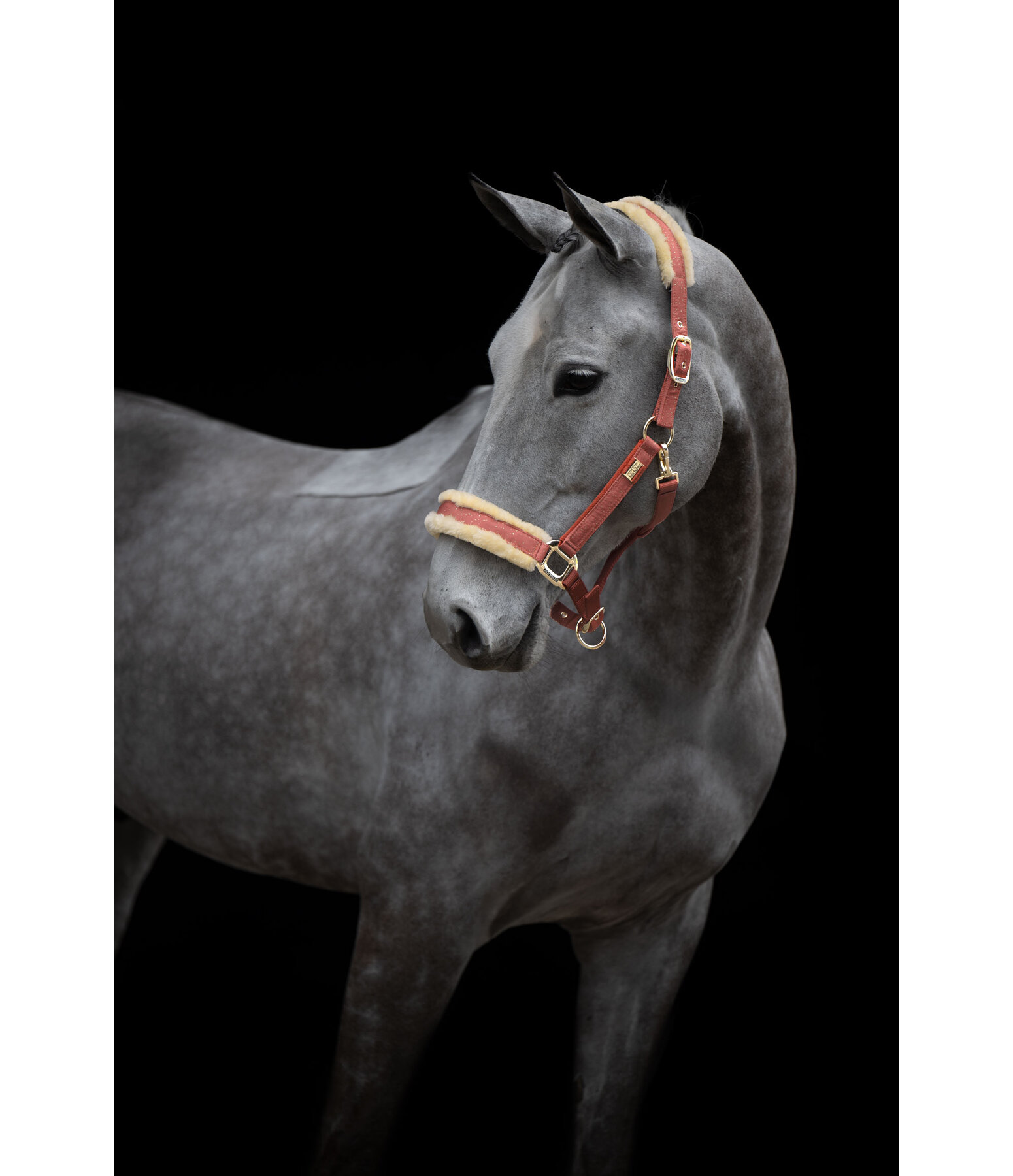 Headcollar Sparkling II