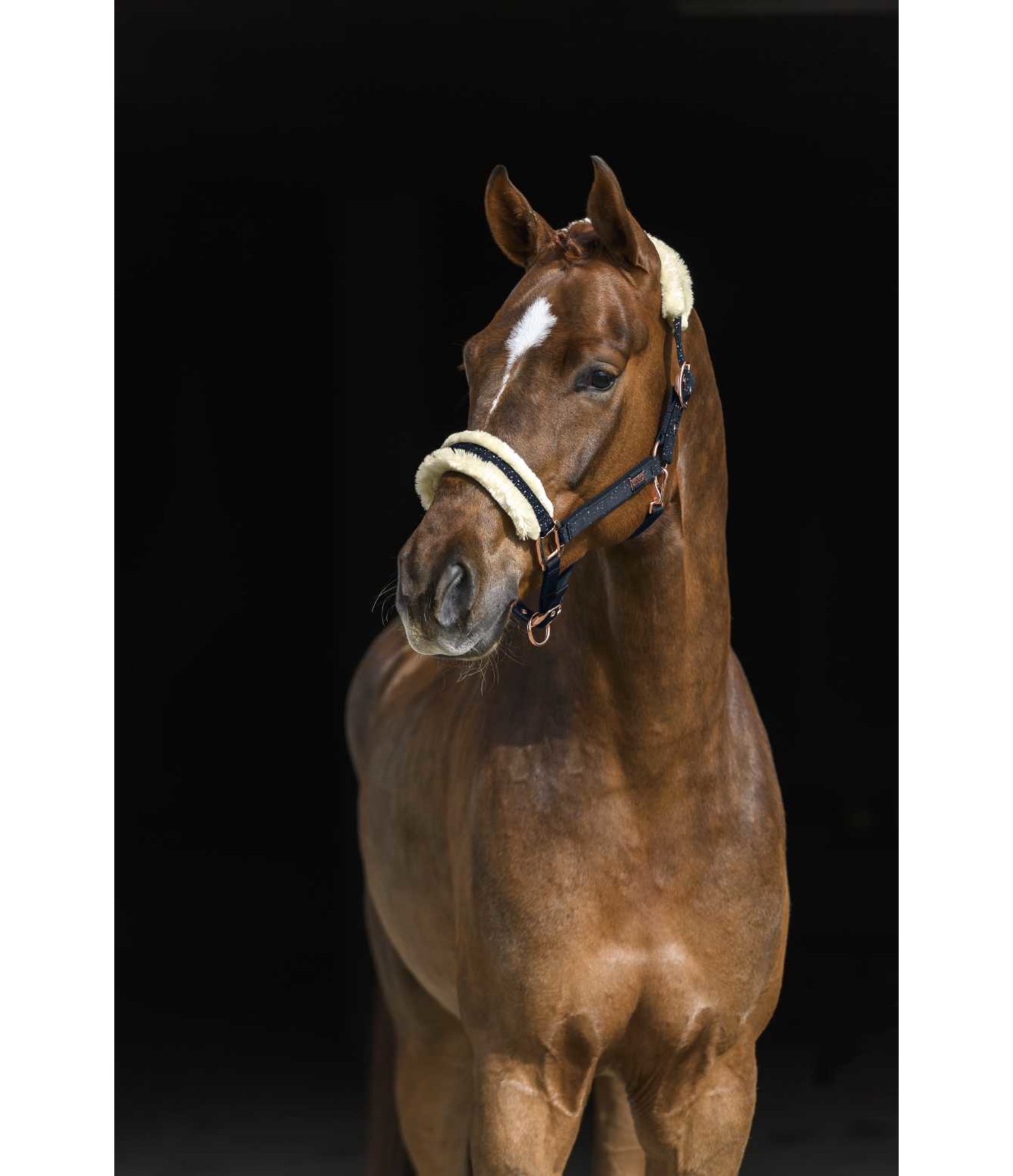 Headcollar Sparkling II