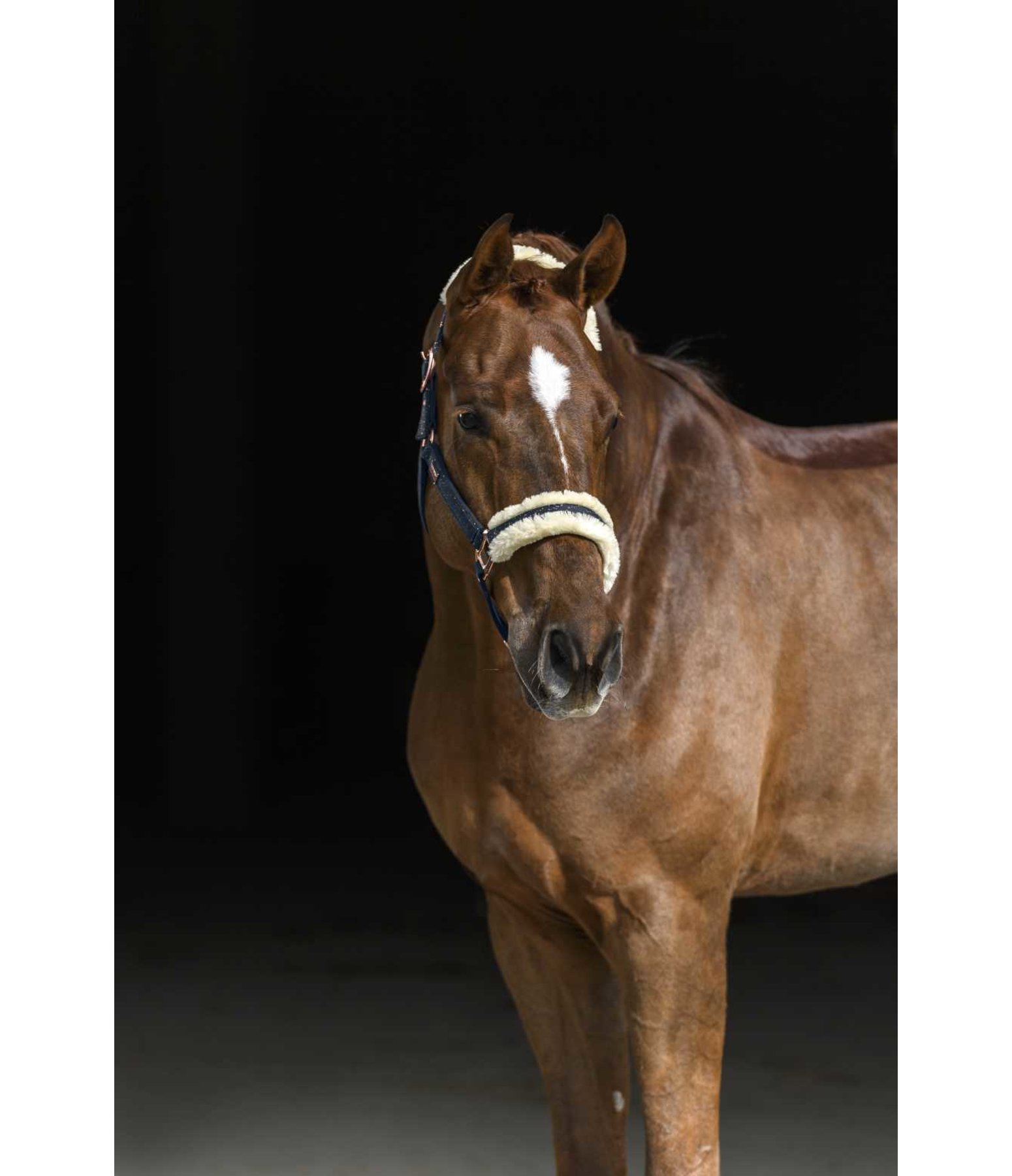 Headcollar Sparkling II