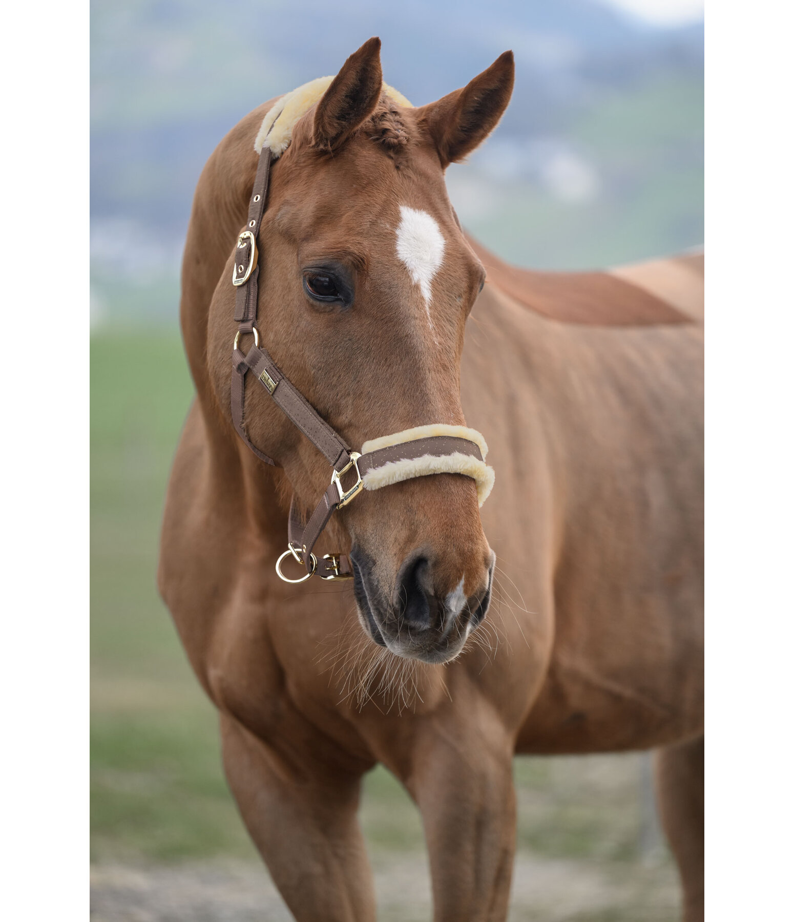 Headcollar Sparkling II
