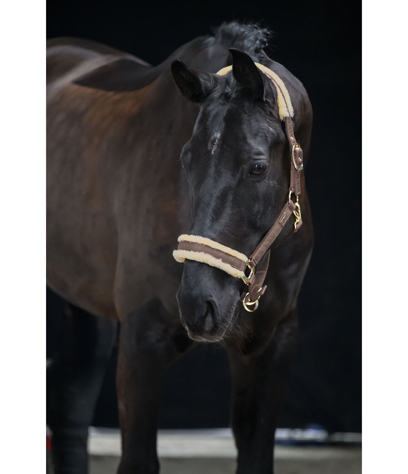 Headcollar Sparkling II