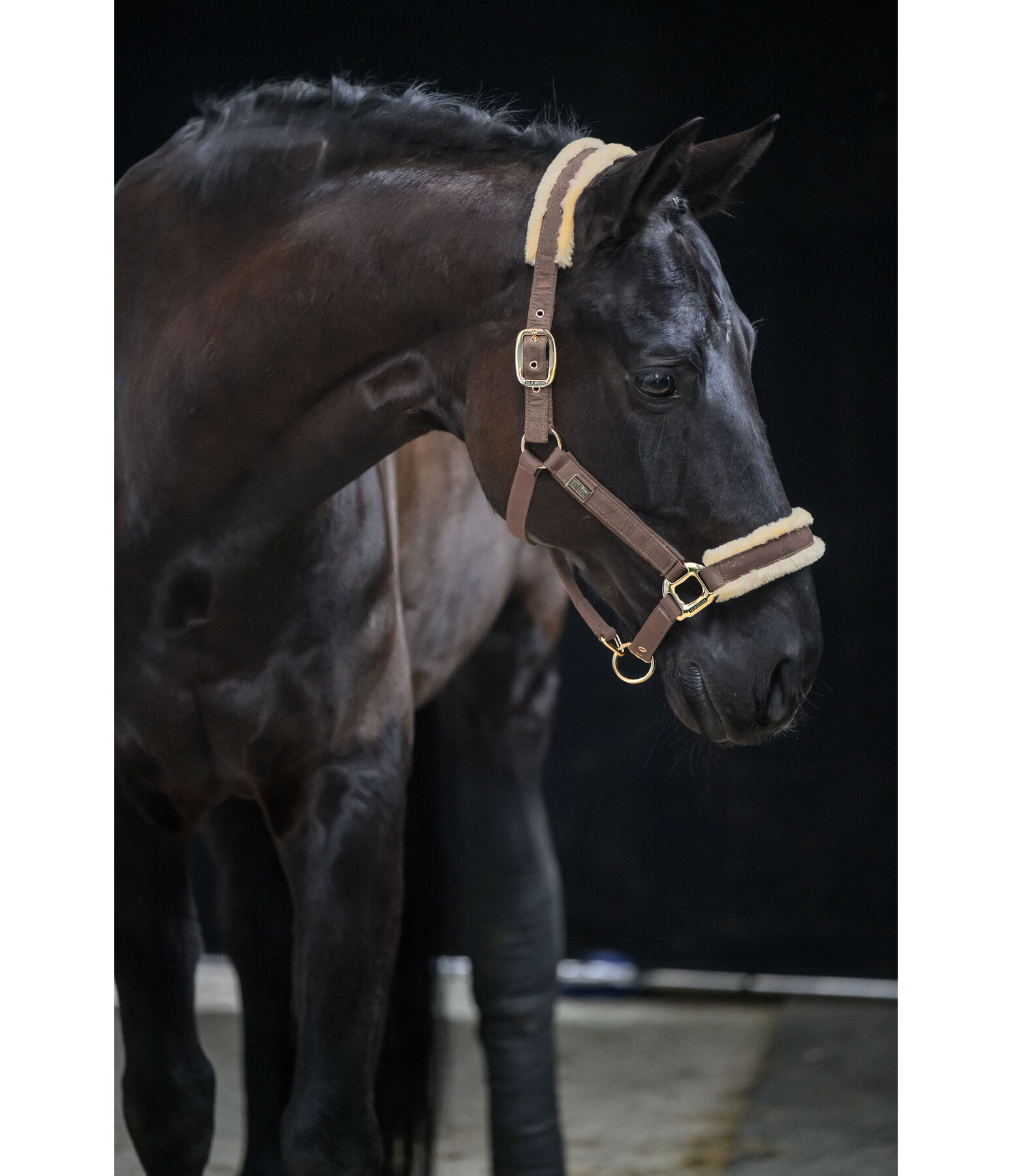 Headcollar Sparkling II