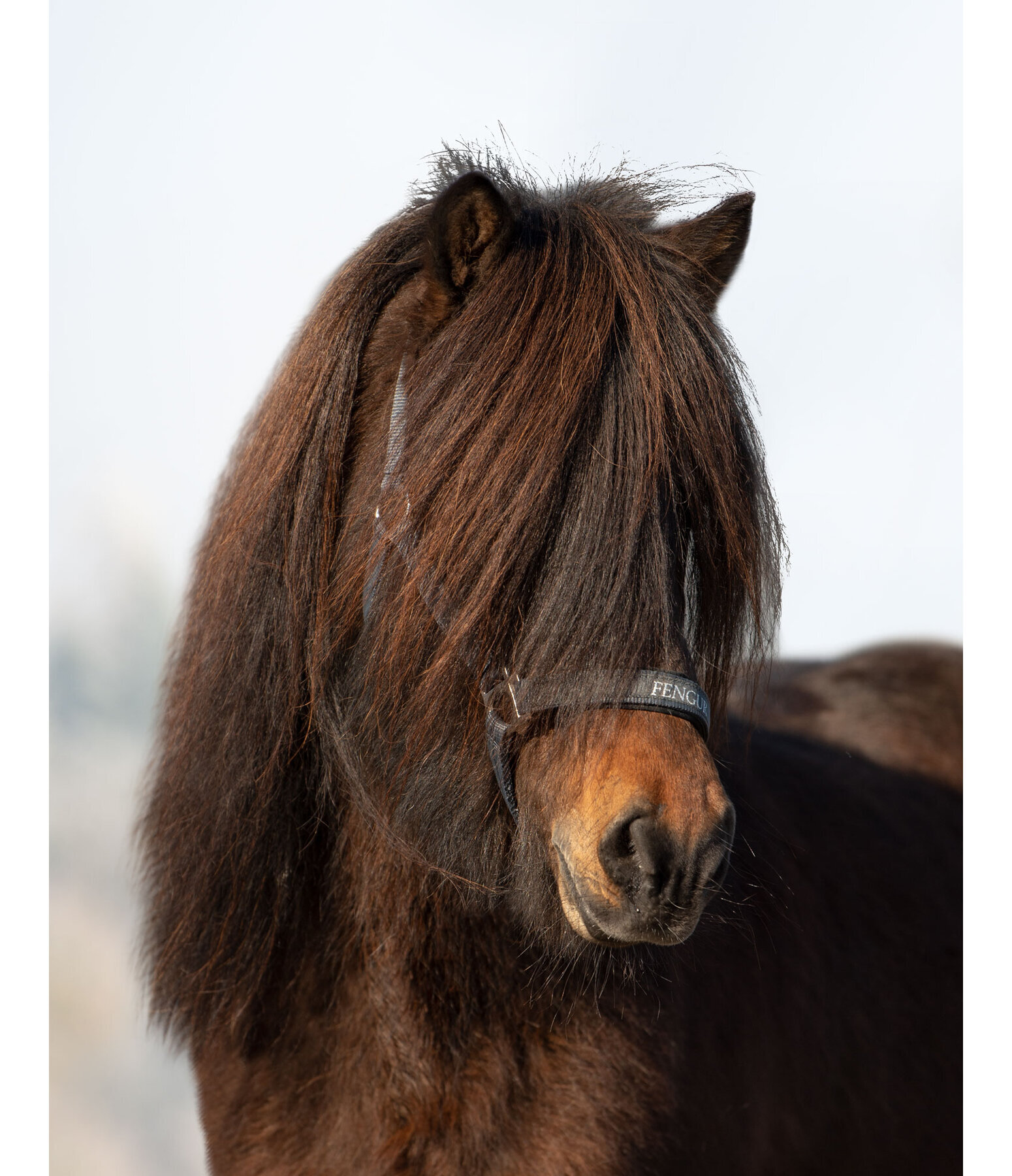 Headcollar Viktor