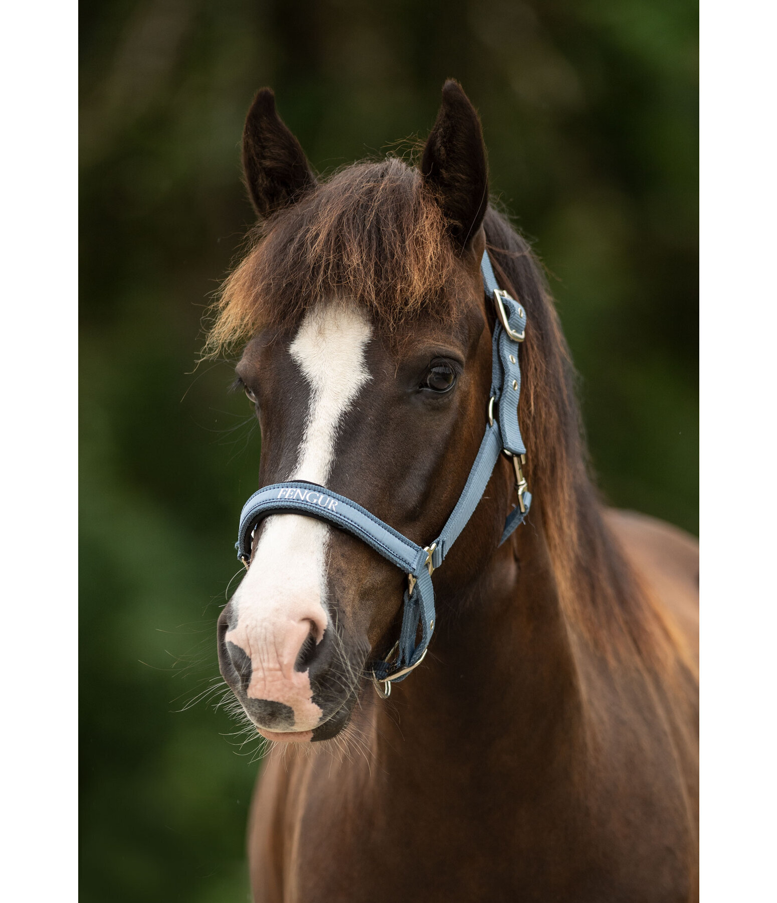 Headcollar Viktor