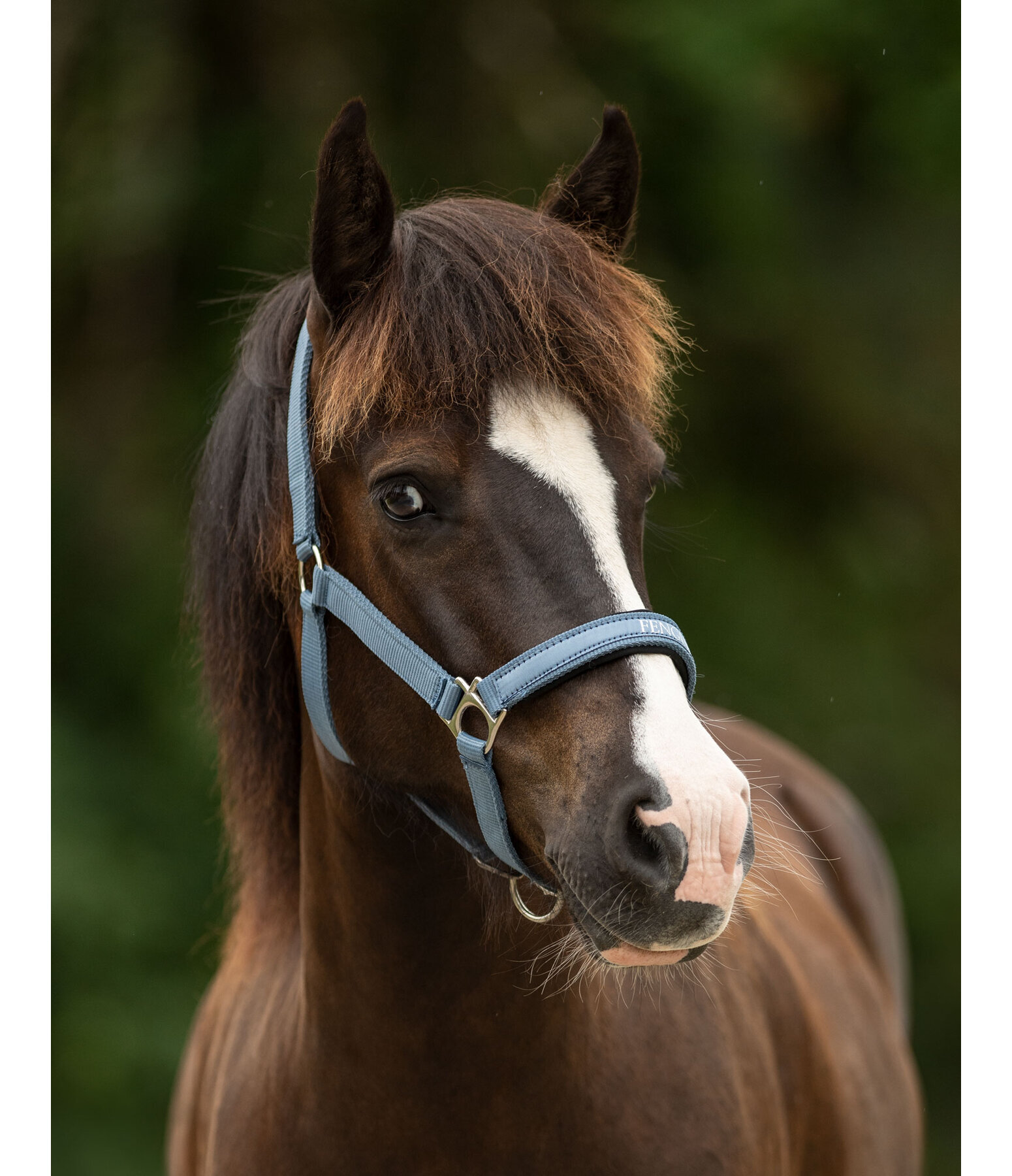 Headcollar Viktor