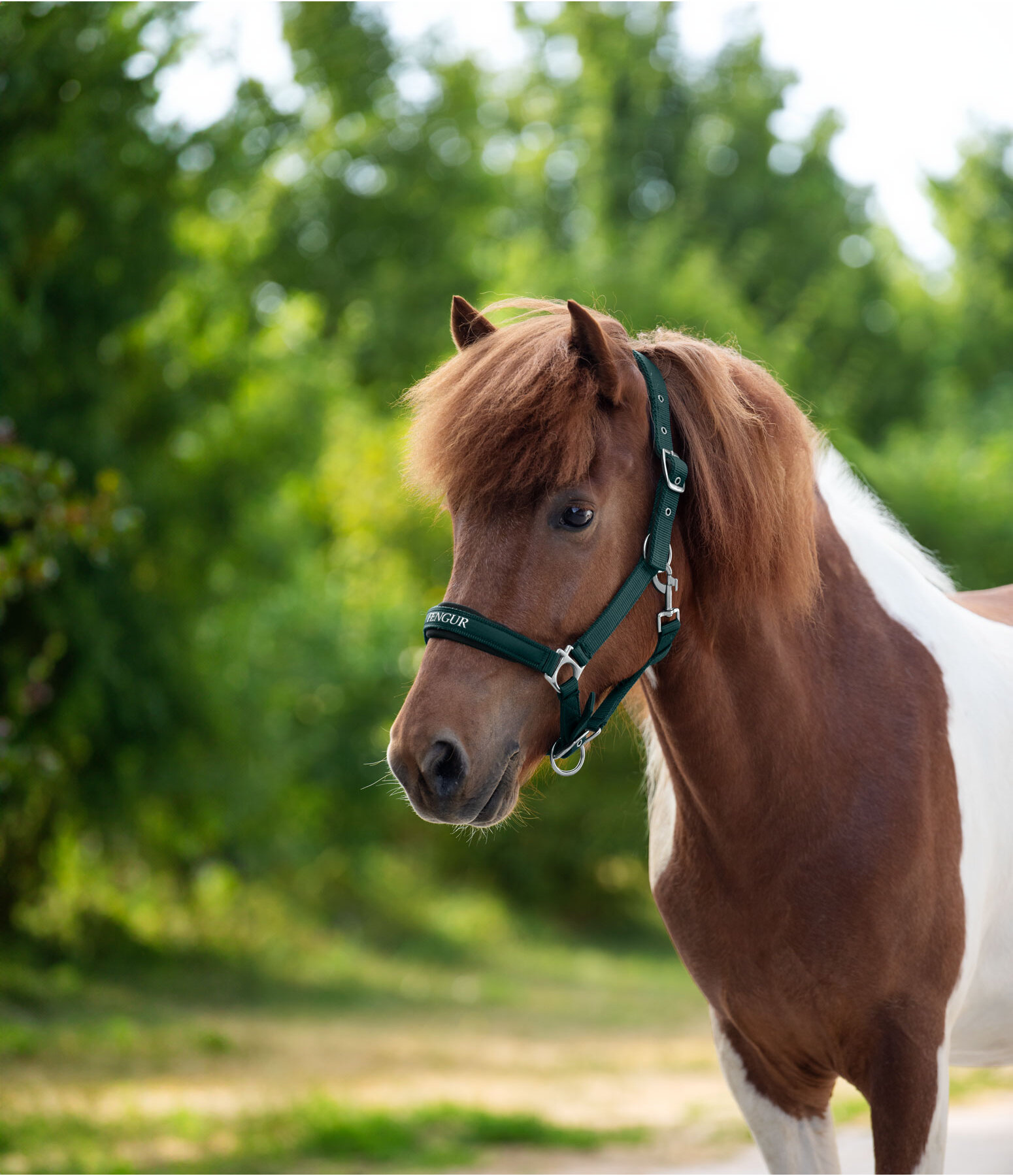 Headcollar Viktor