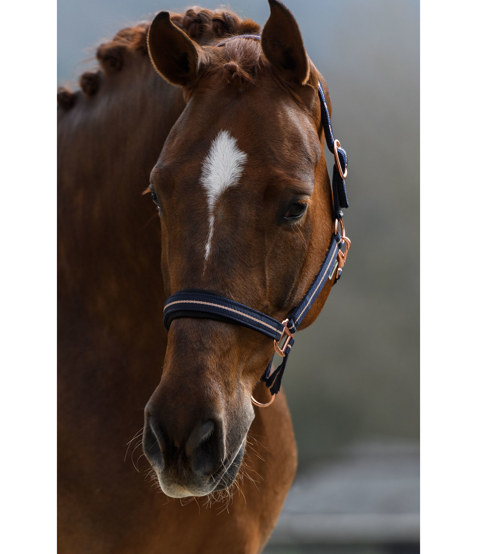 Headcollar Shimmering