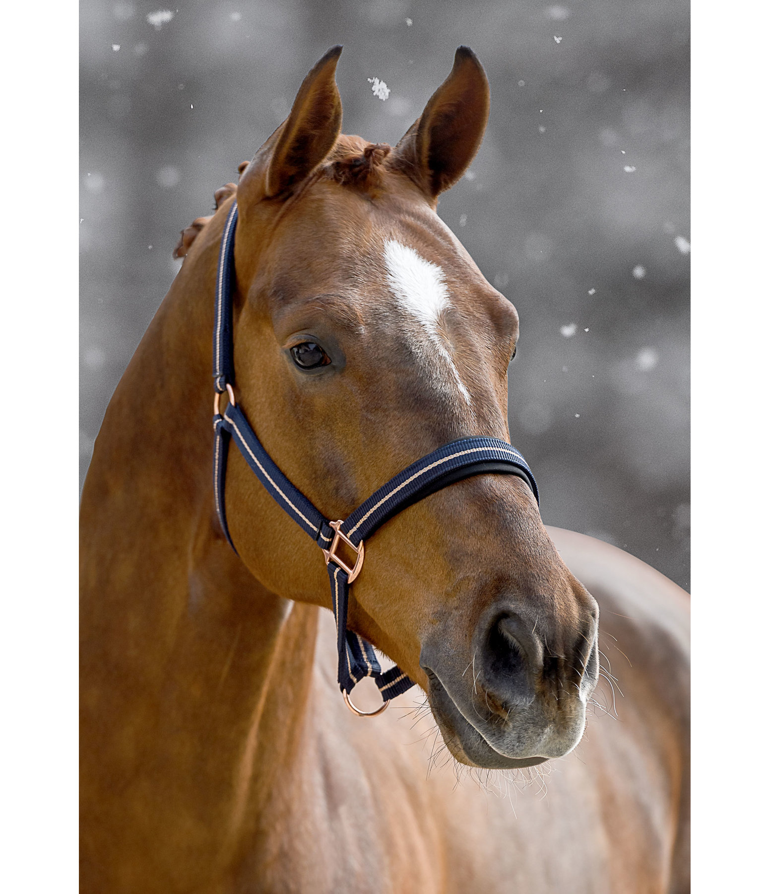 Headcollar Shimmering