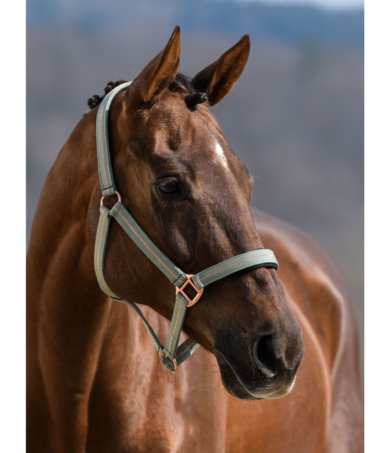 Headcollar Shimmering