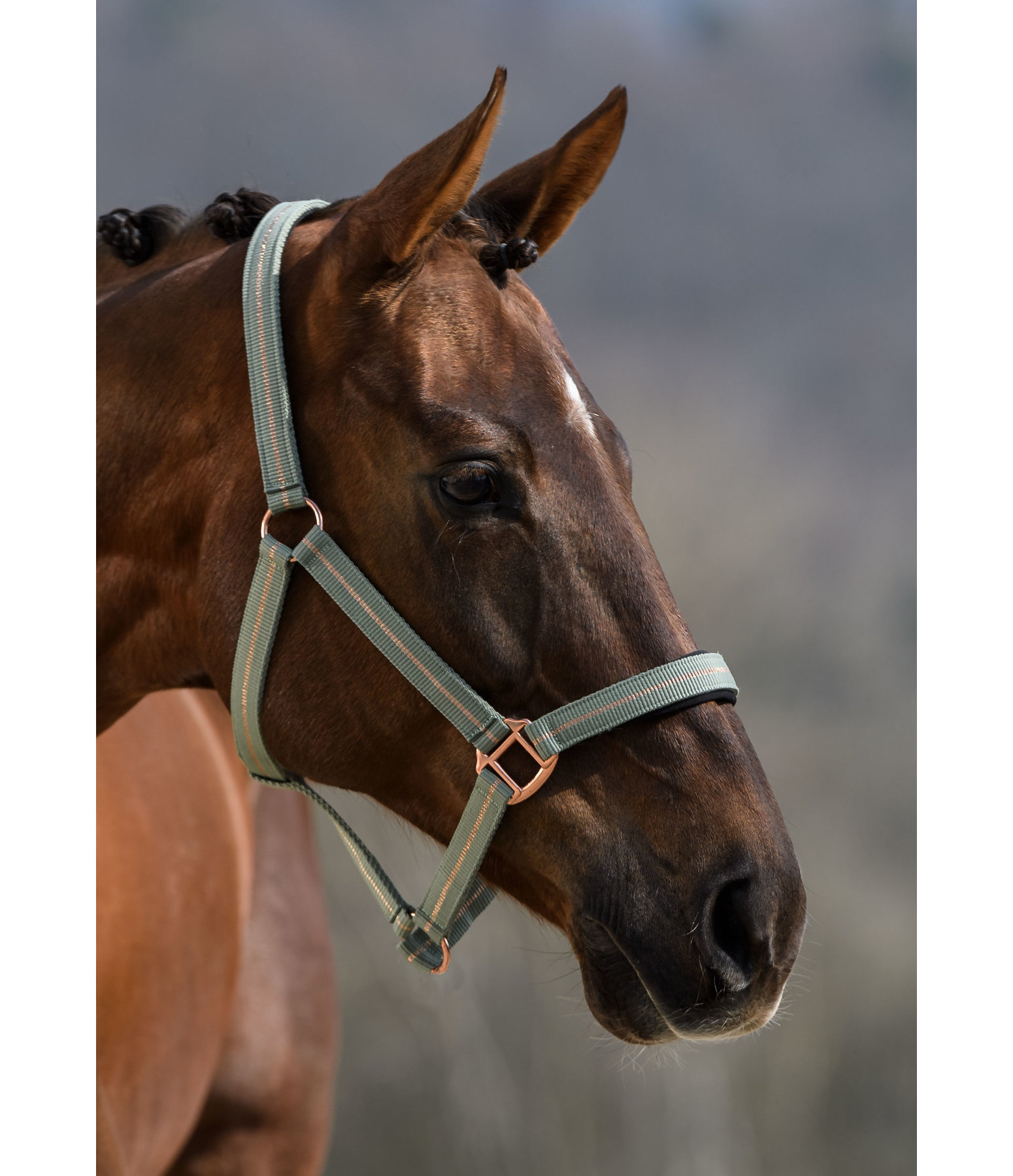 Headcollar Shimmering