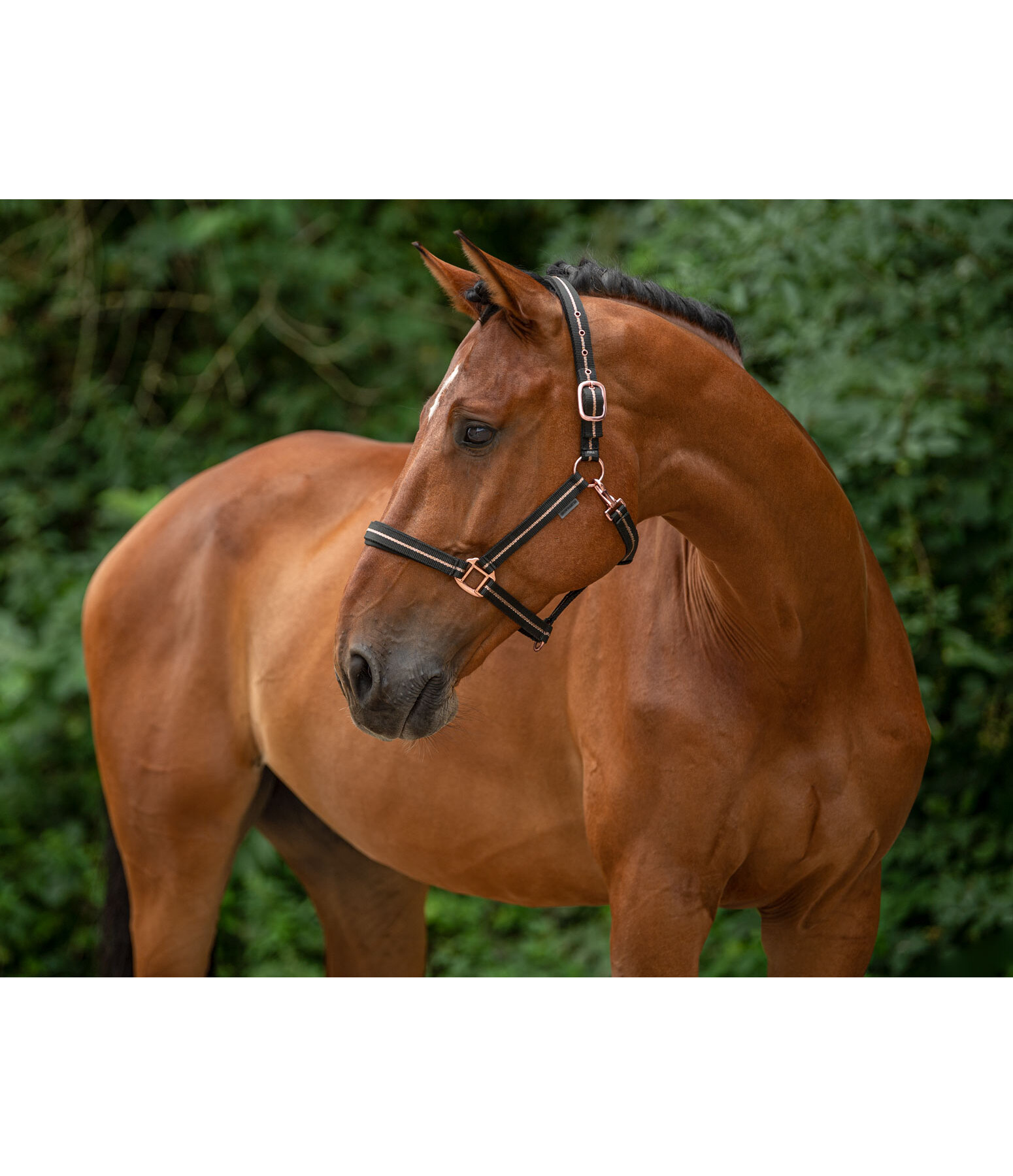 Headcollar Shimmering