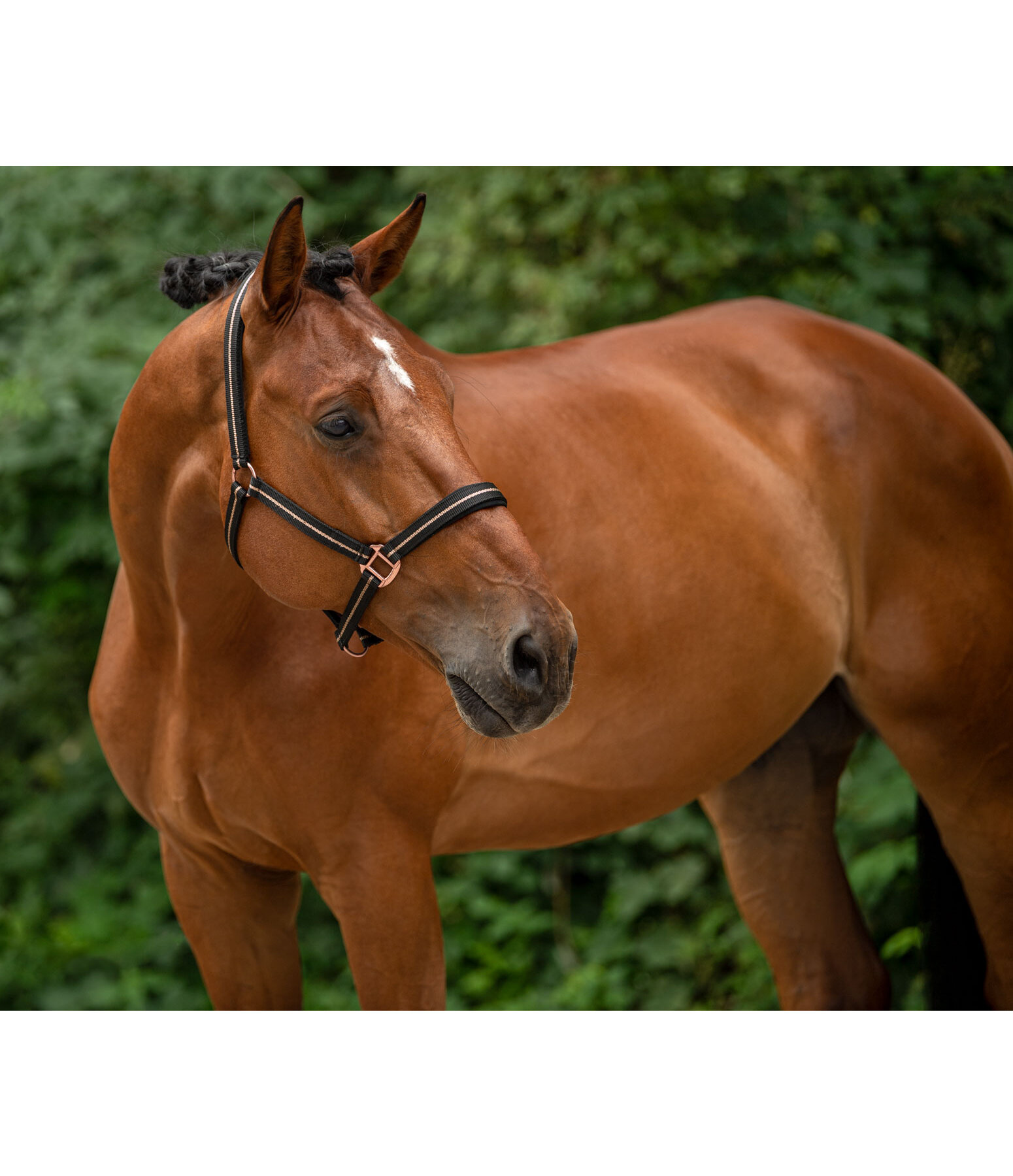 Headcollar Shimmering