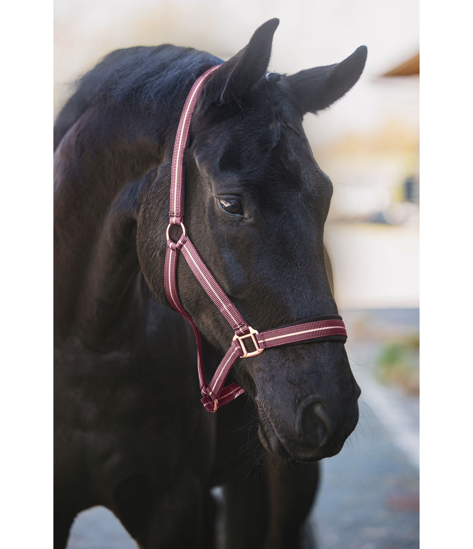 Headcollar Shimmering