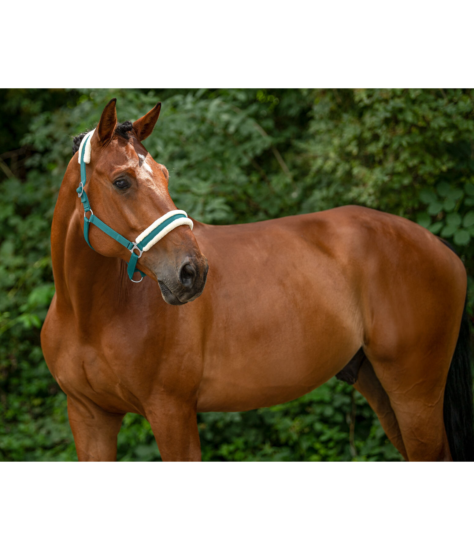 Teddy Fleece Headcollar Super Price III