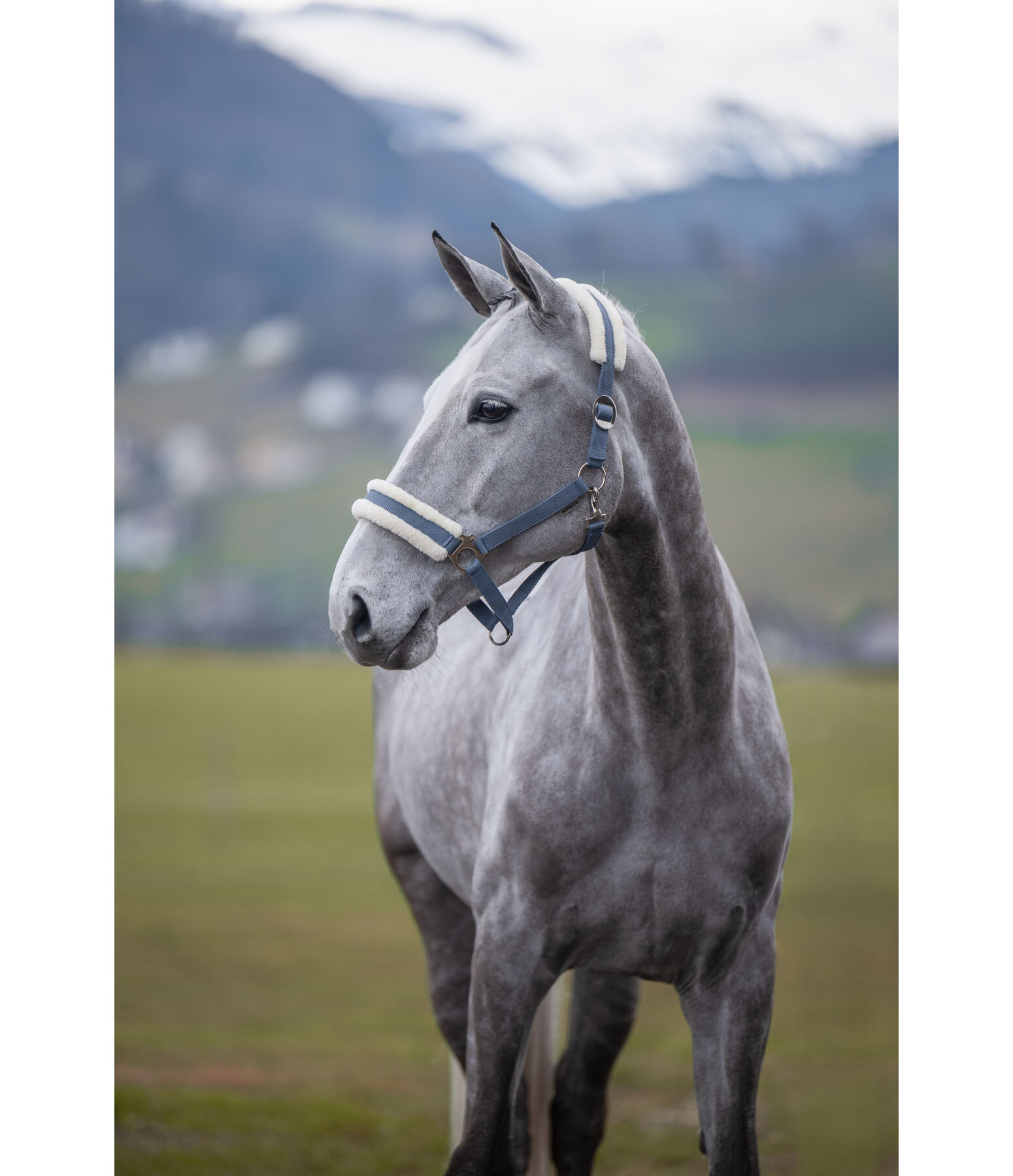 Teddy Fleece Headcollar Super Price III