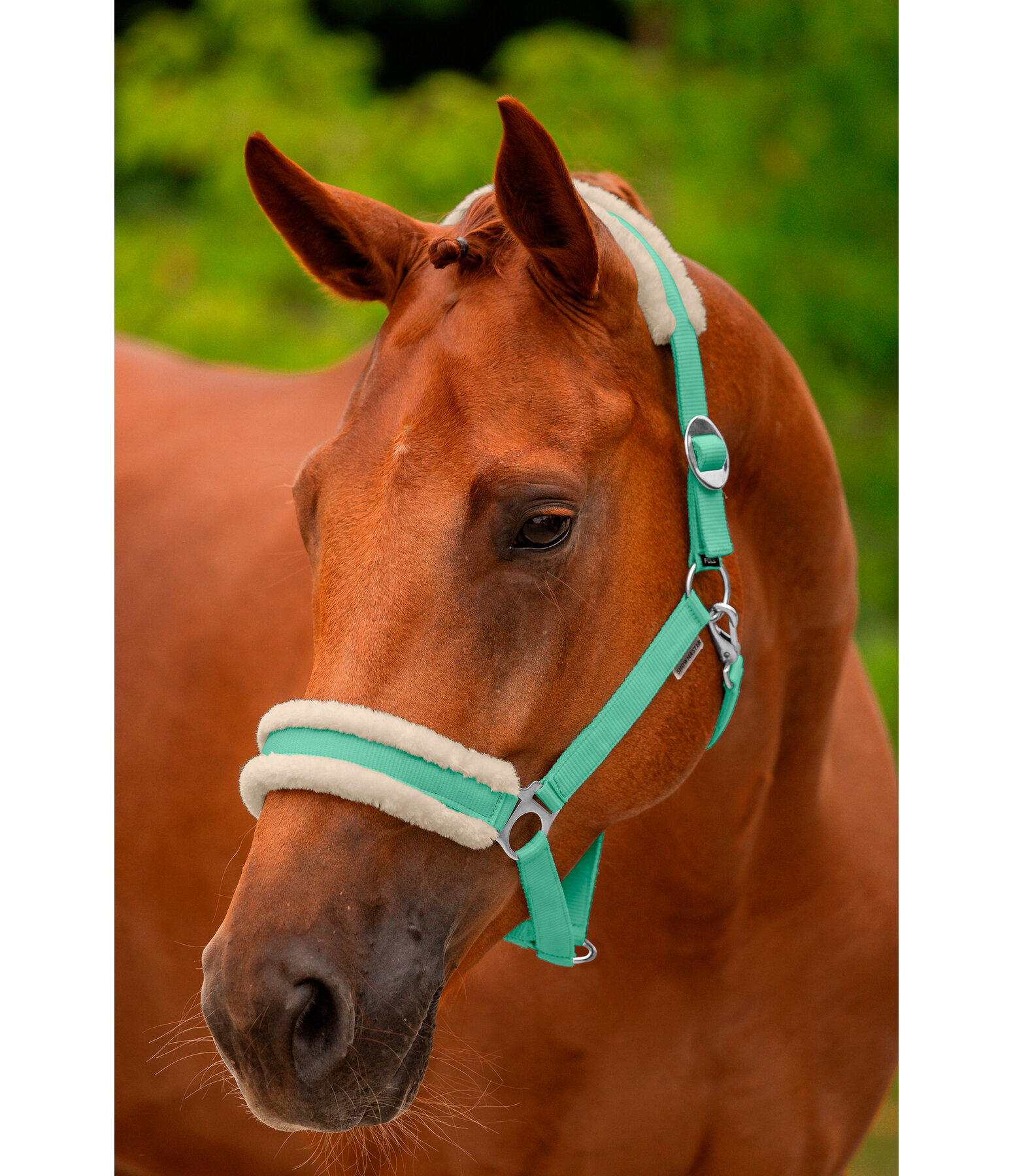 Teddy Fleece Headcollar Super Price III