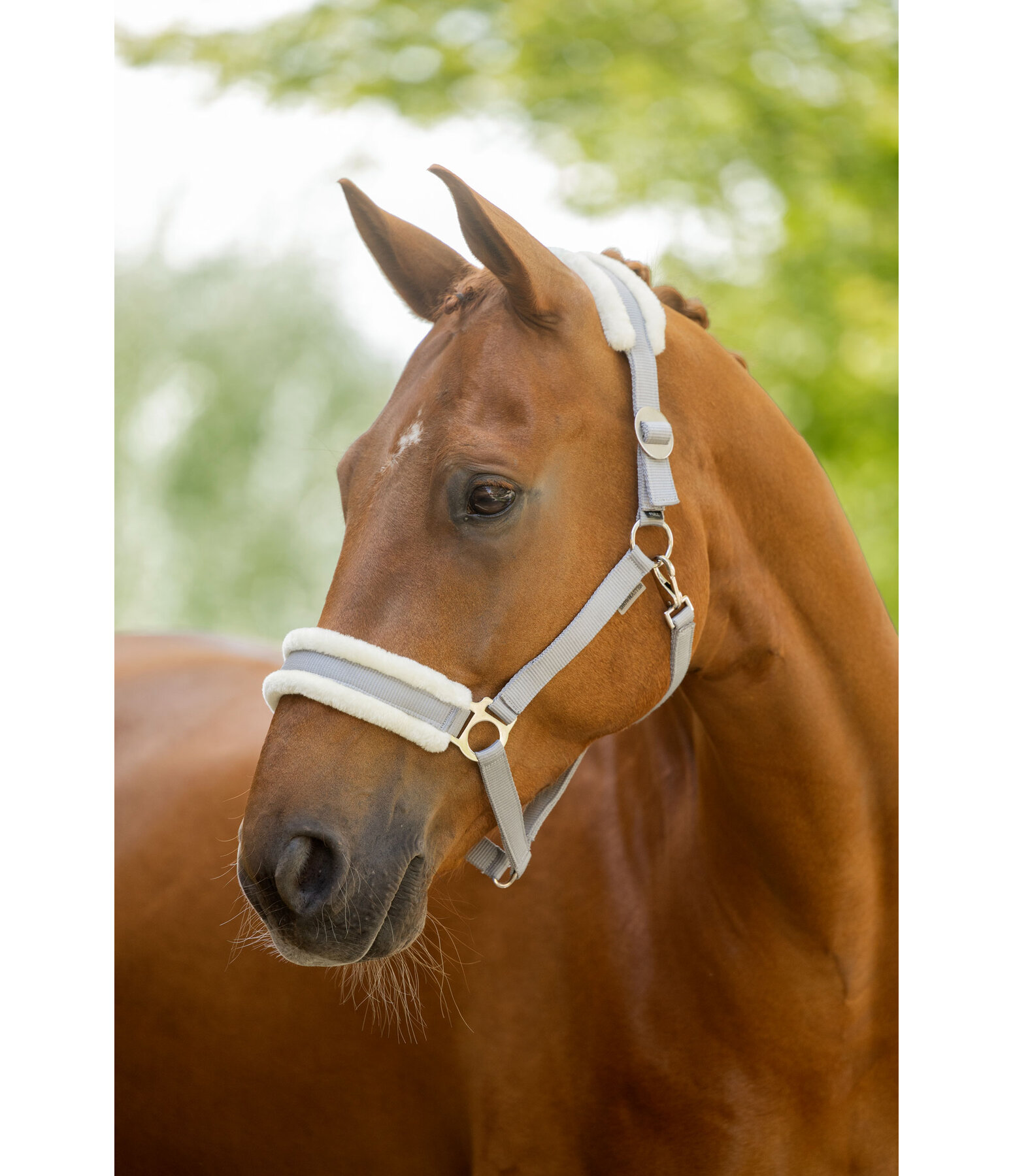 Teddy Fleece Headcollar Super Price III