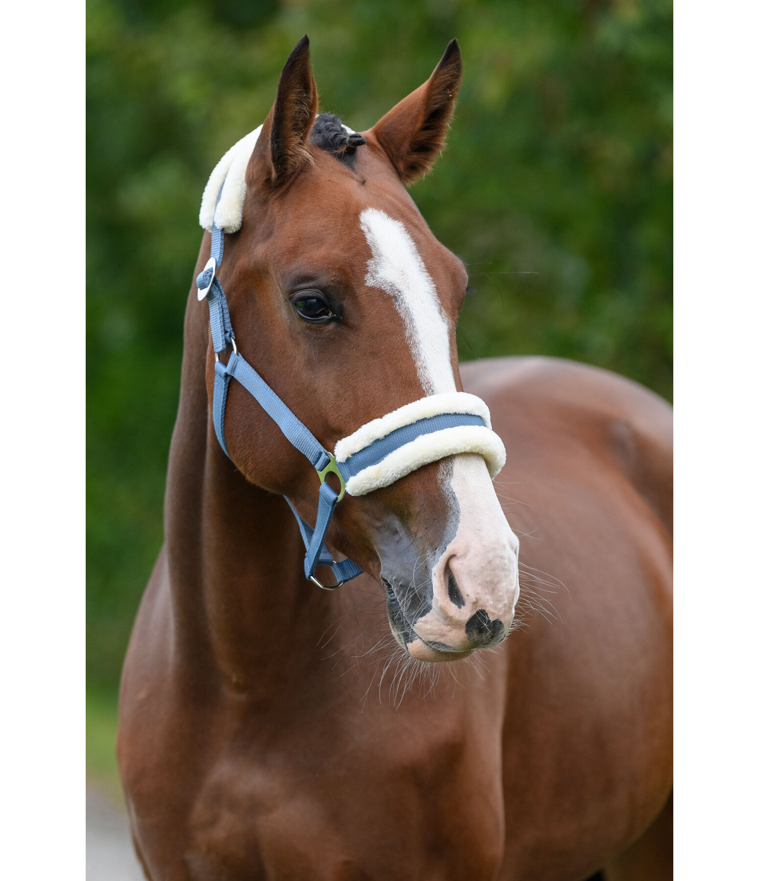 Teddy Fleece Headcollar Super Price III