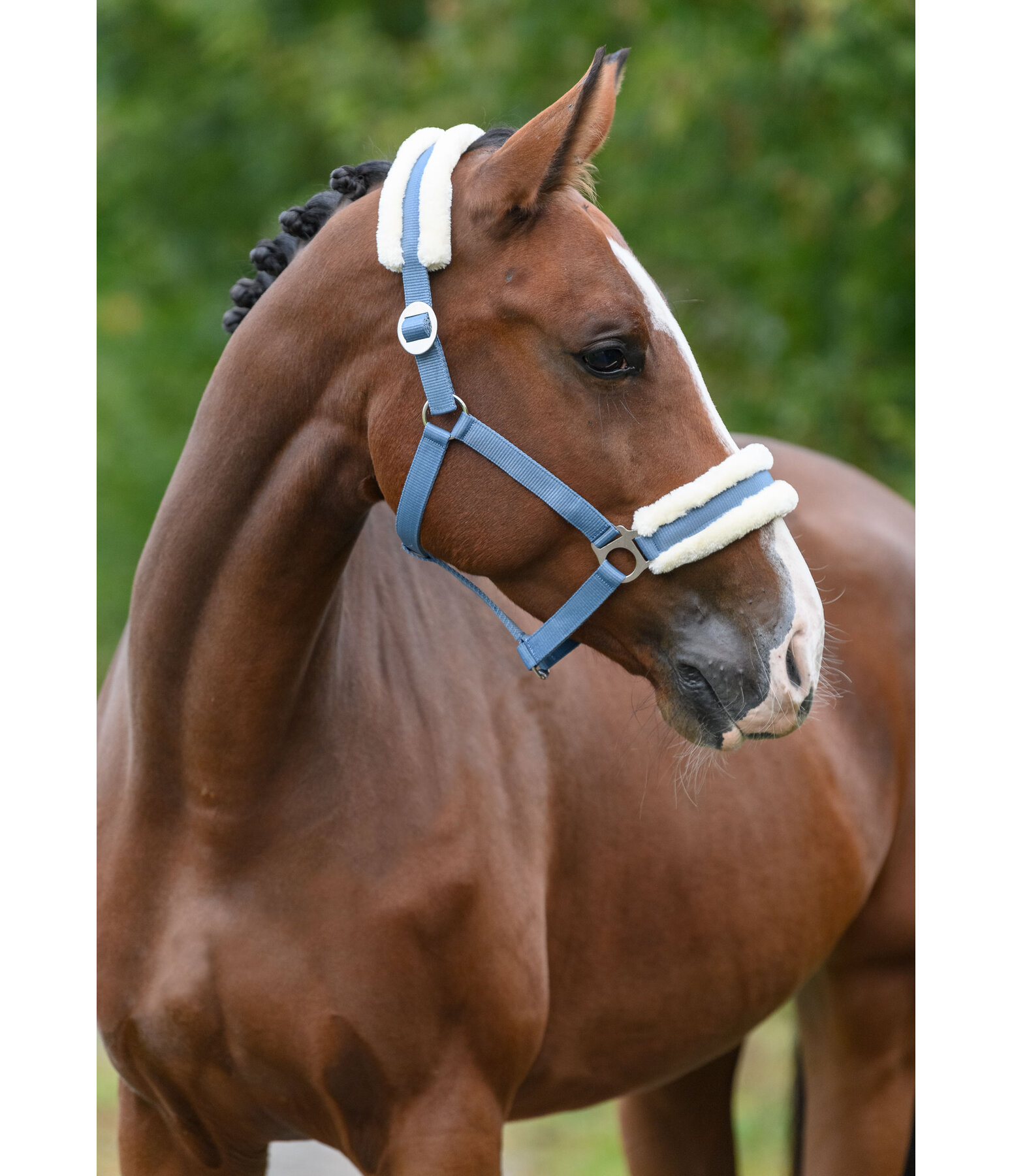 Teddy Fleece Headcollar Super Price III