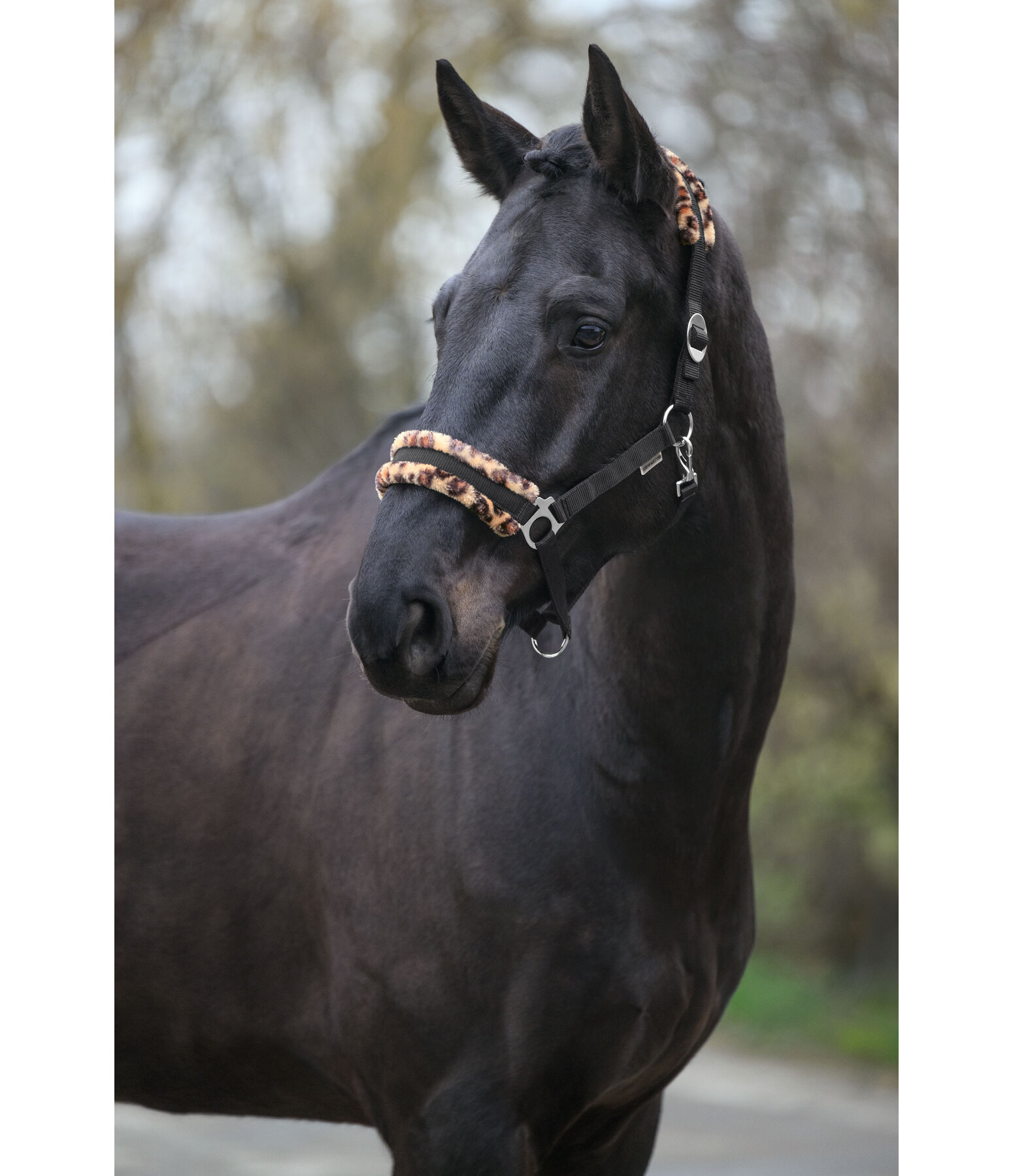 Teddy Fleece Headcollar Super Price III