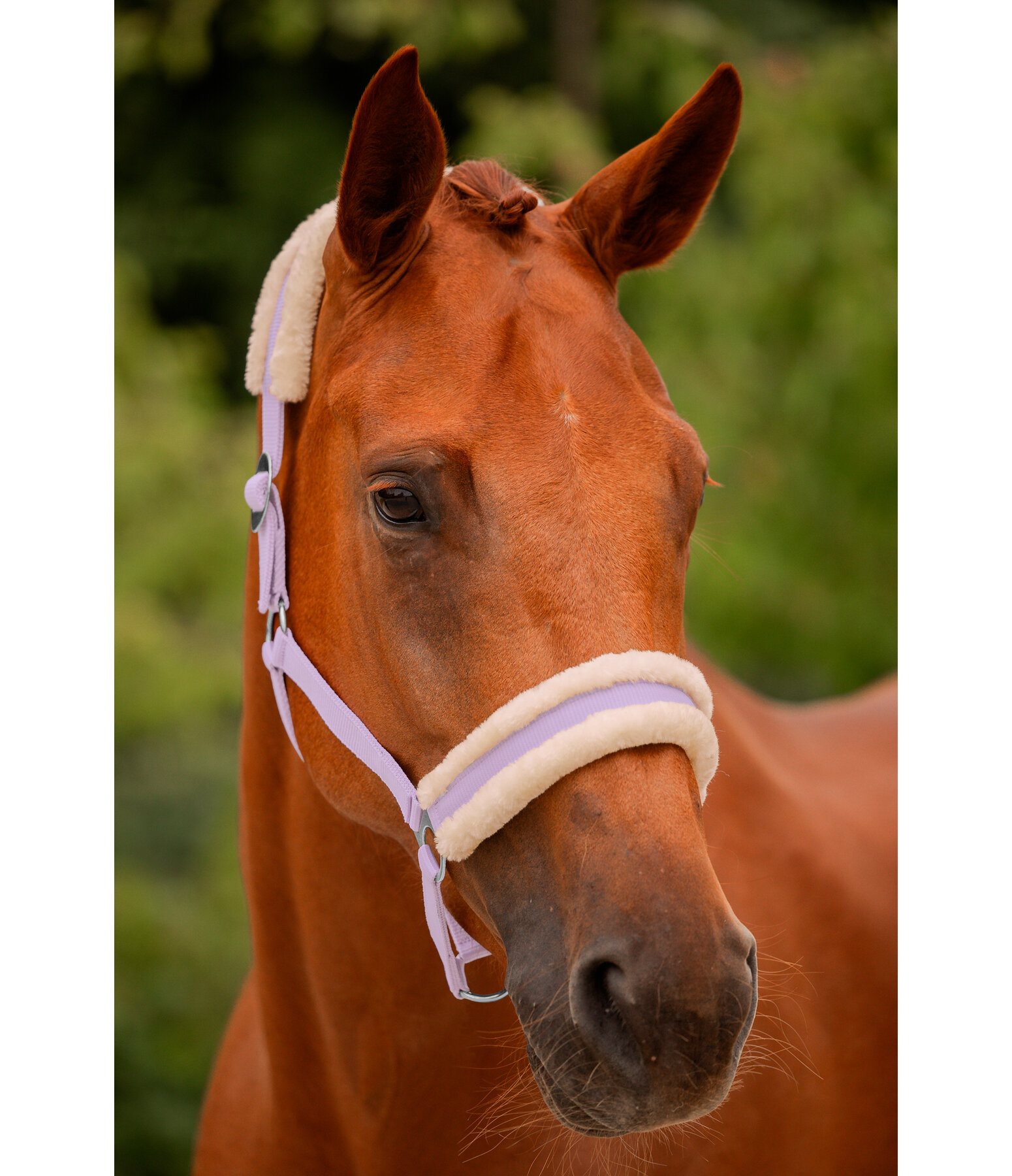 Teddy Fleece Headcollar Super Price III