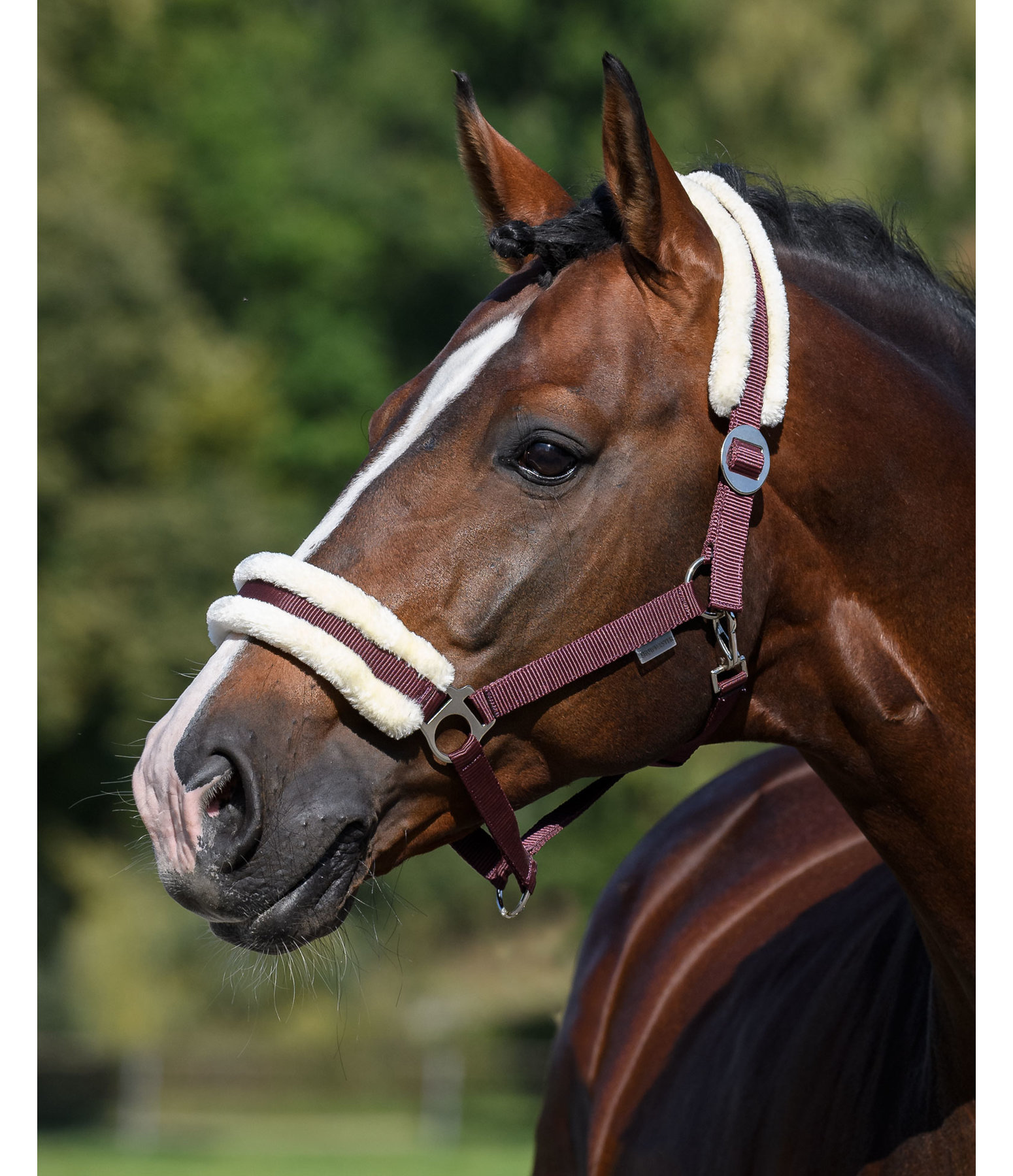 Teddy Fleece Headcollar Super Price III