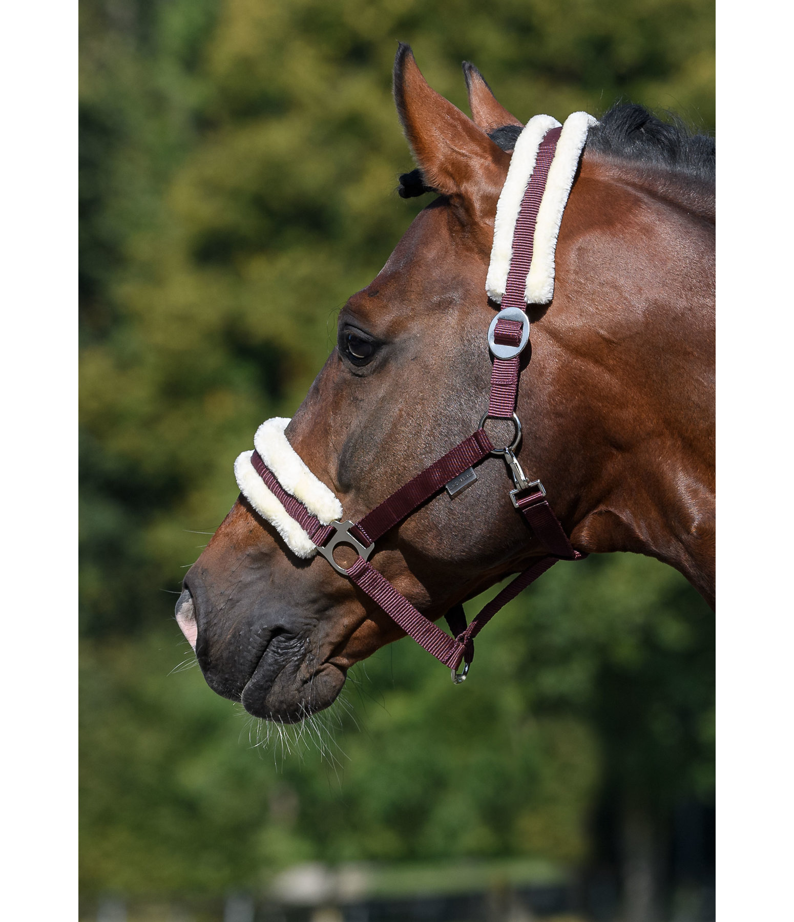 Teddy Fleece Headcollar Super Price III