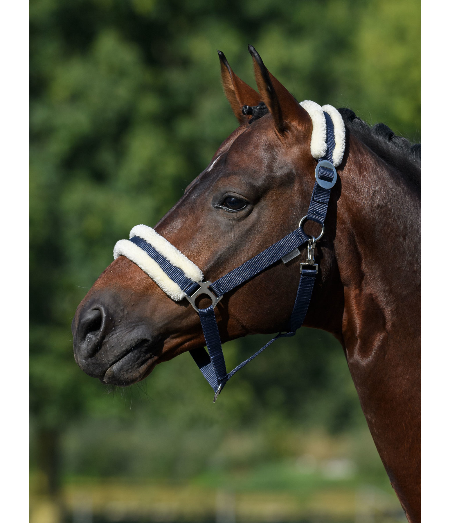 Teddy Fleece Headcollar Super Price III