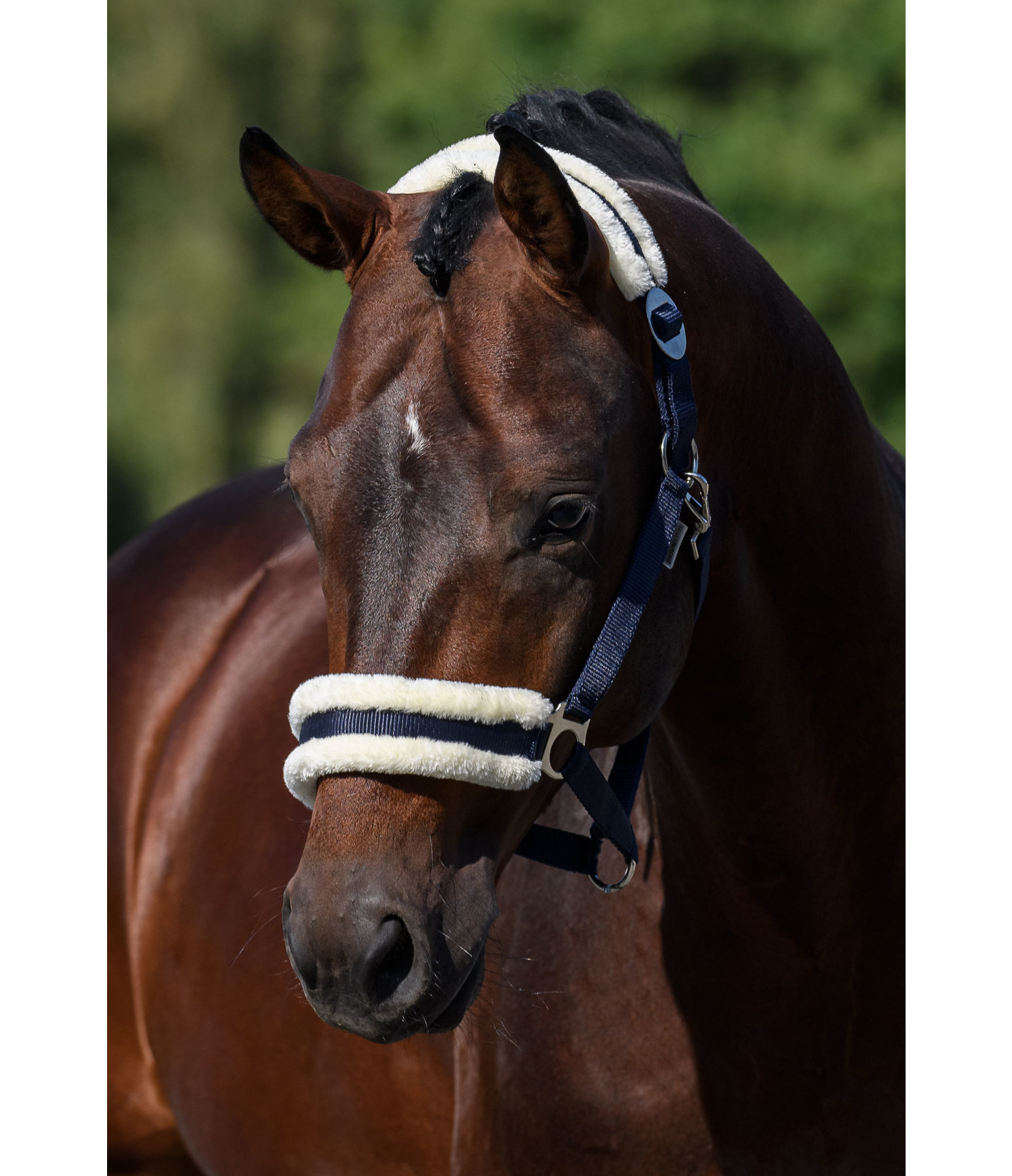Teddy Fleece Headcollar Super Price III