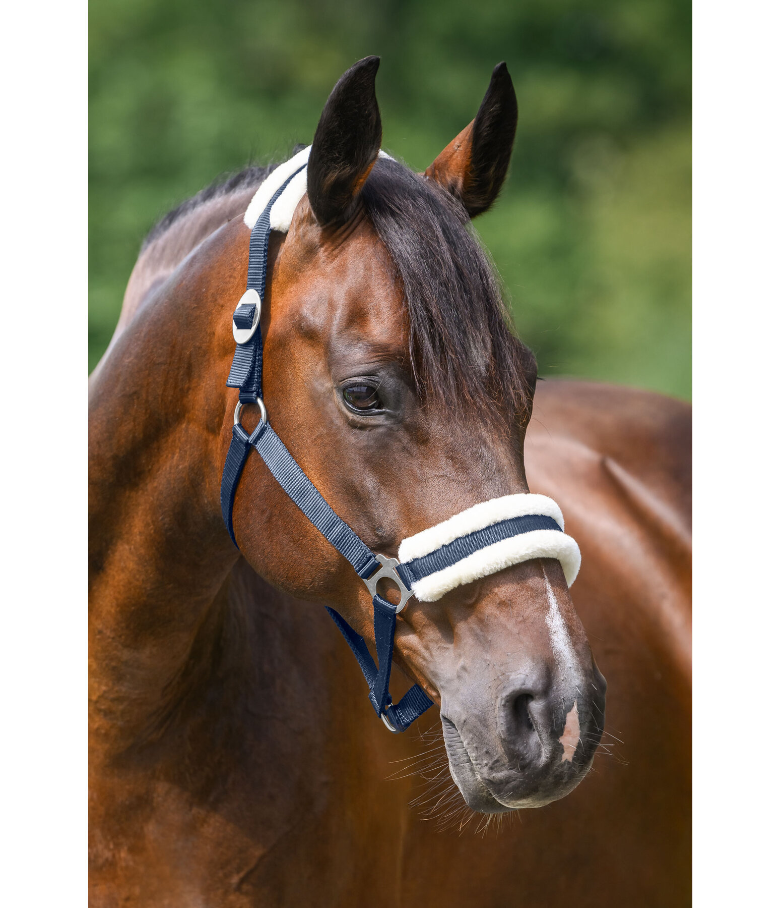 Teddy Fleece Headcollar Super Price III