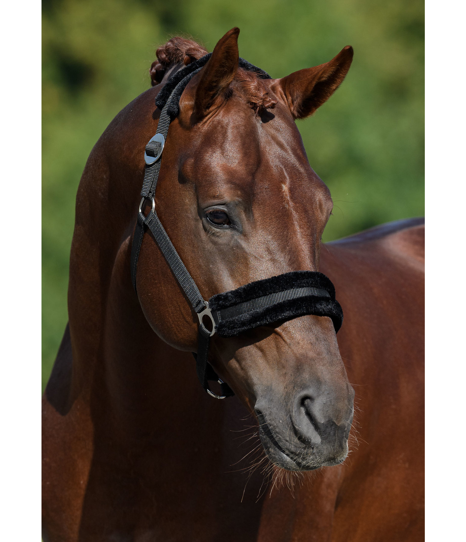 Teddy Fleece Headcollar Super Price III