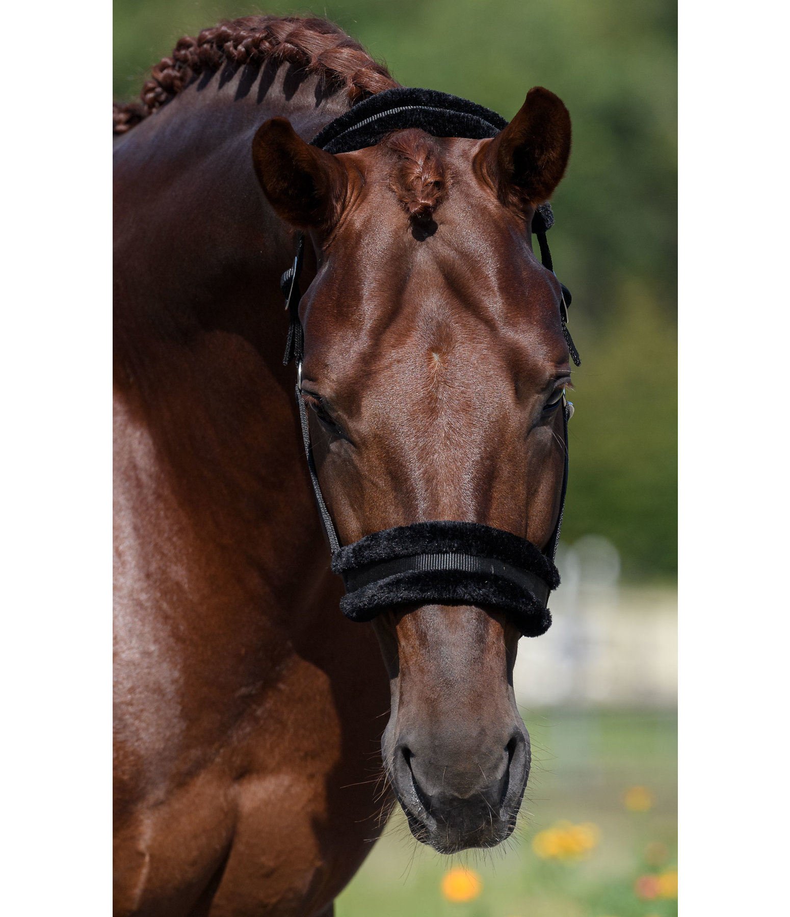 Teddy Fleece Headcollar Super Price III