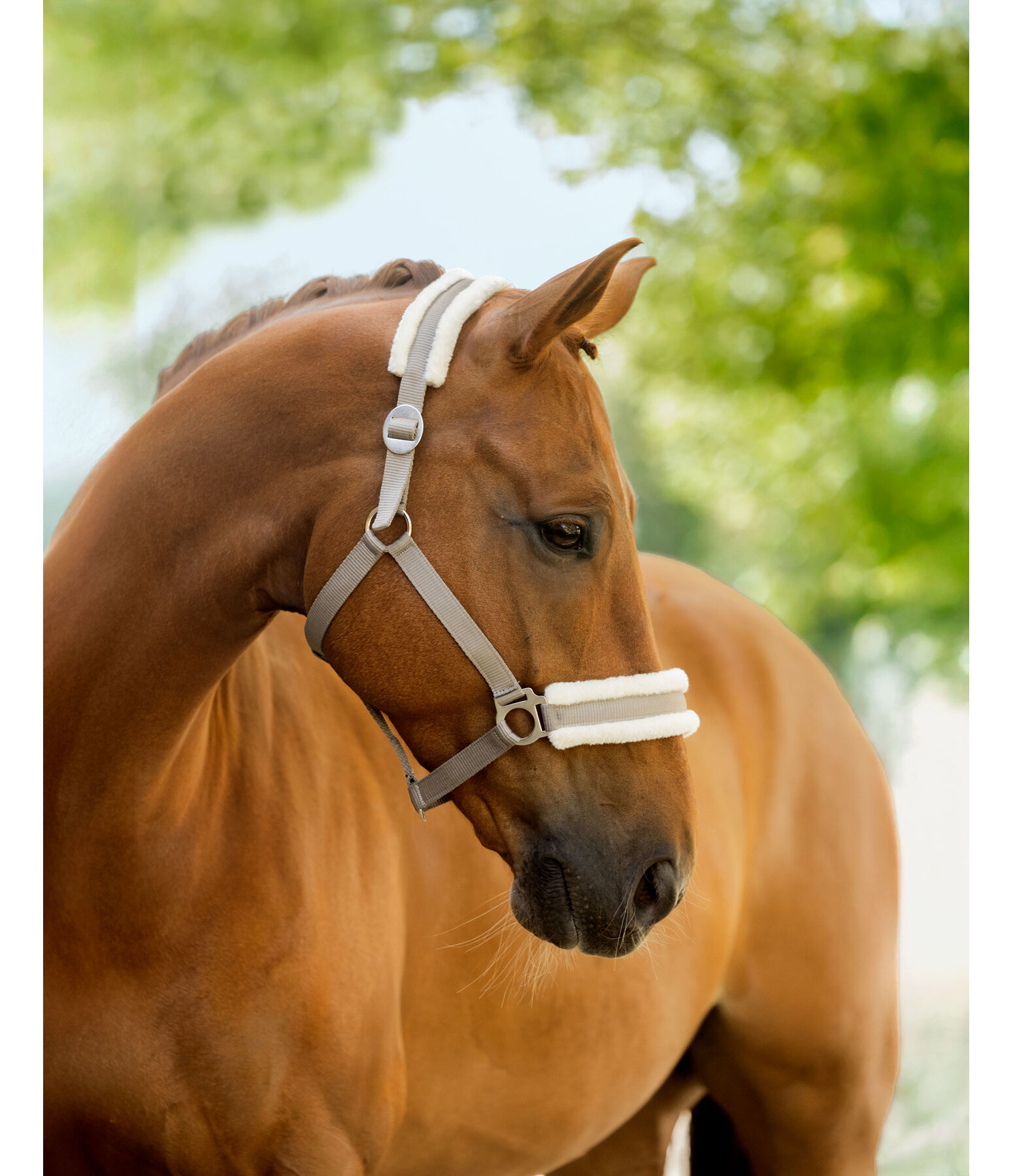 Teddy Fleece Headcollar Super Price III