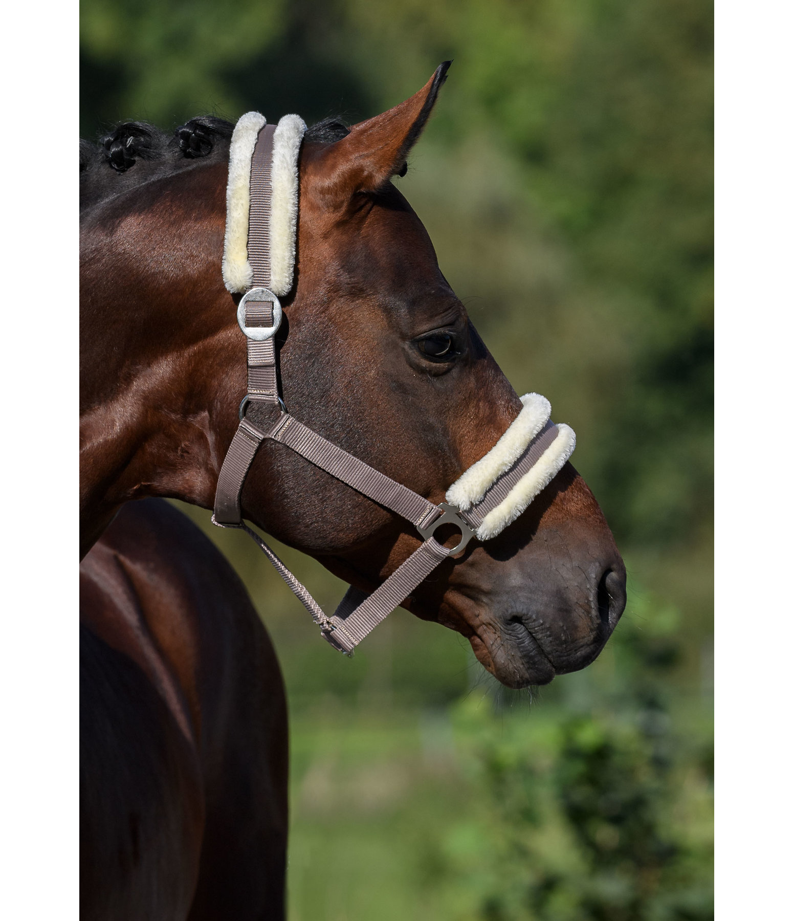 Teddy Fleece Headcollar Super Price III