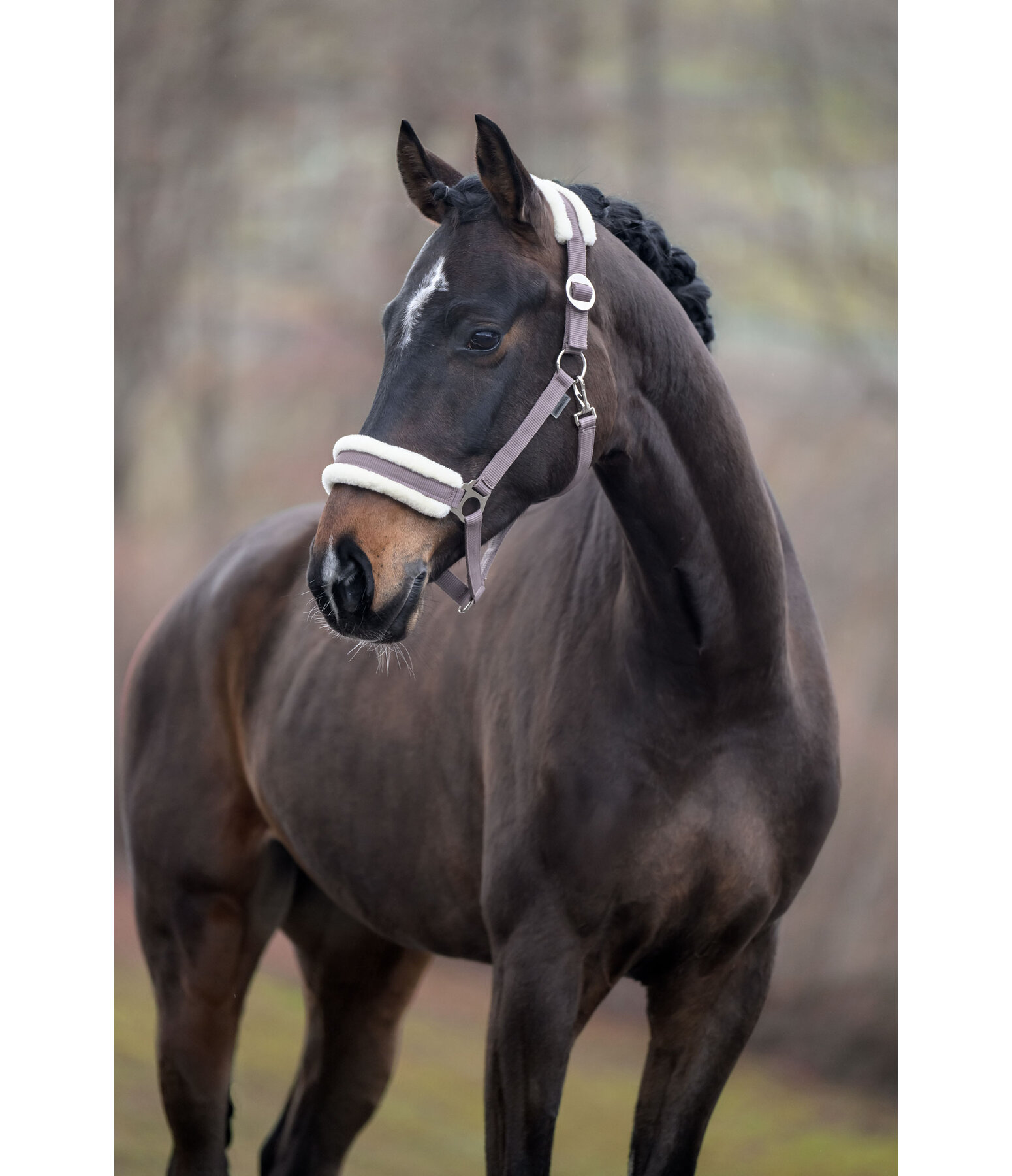 Teddy Fleece Headcollar Super Price III