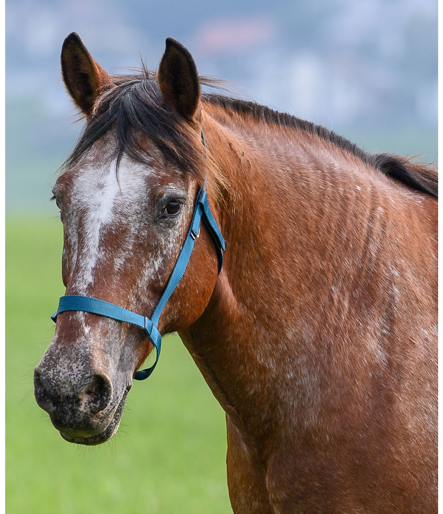 Field Headcollar Safety