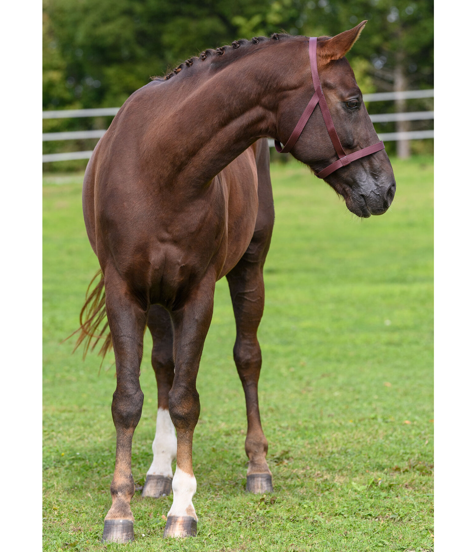 Field Headcollar Safety