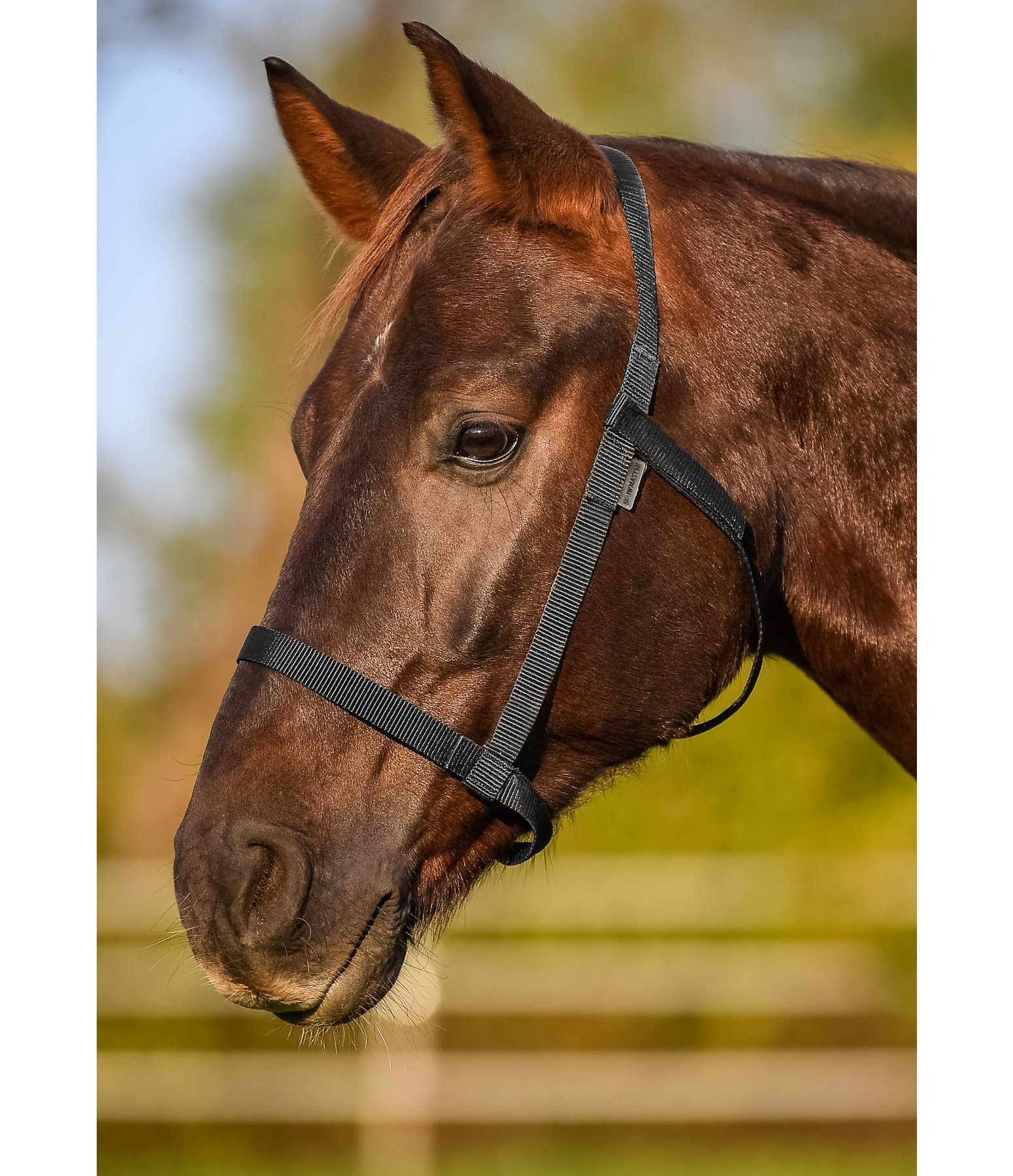 Field Headcollar Safety