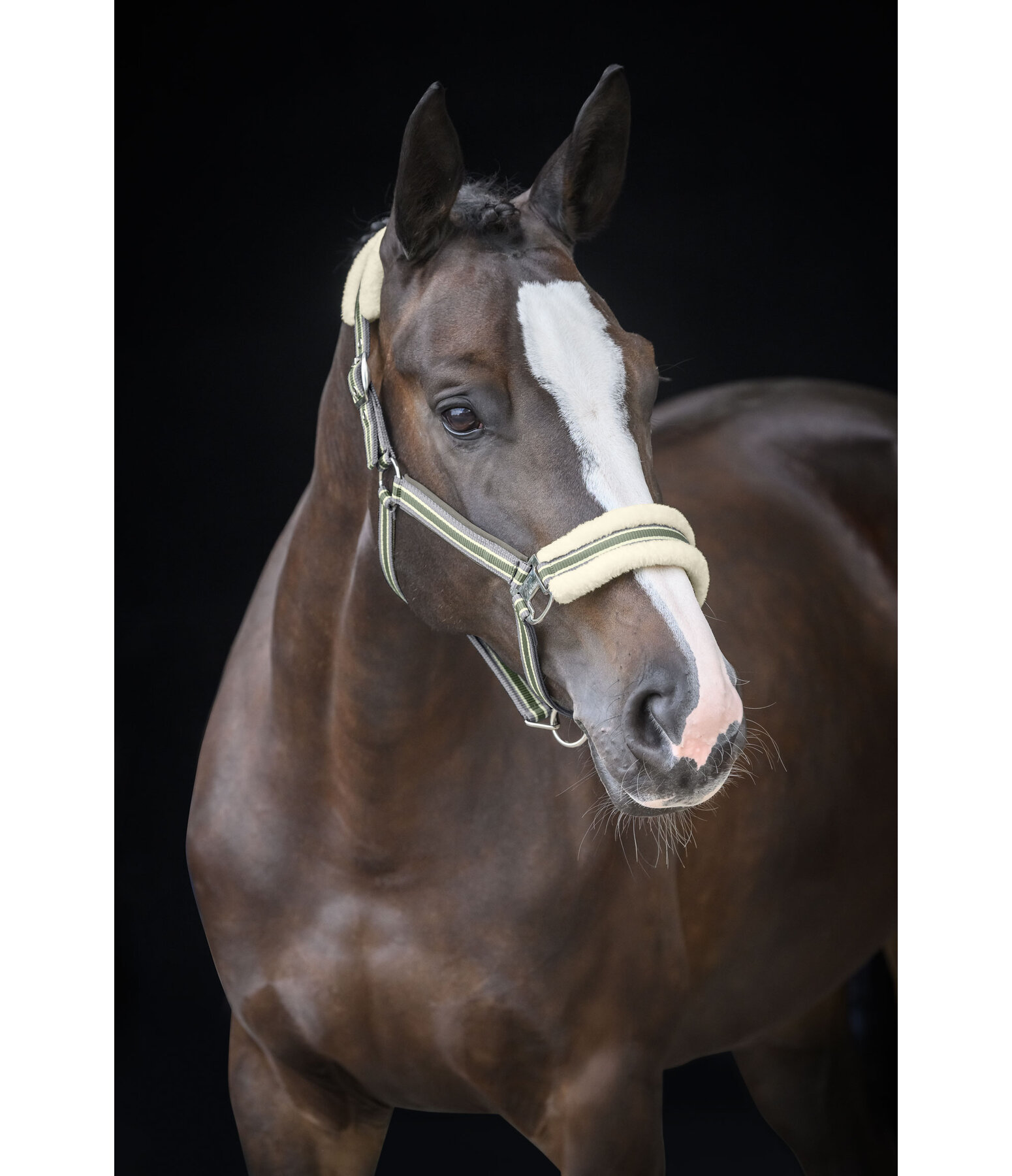 Teddy Fleece Headcollar Essential II