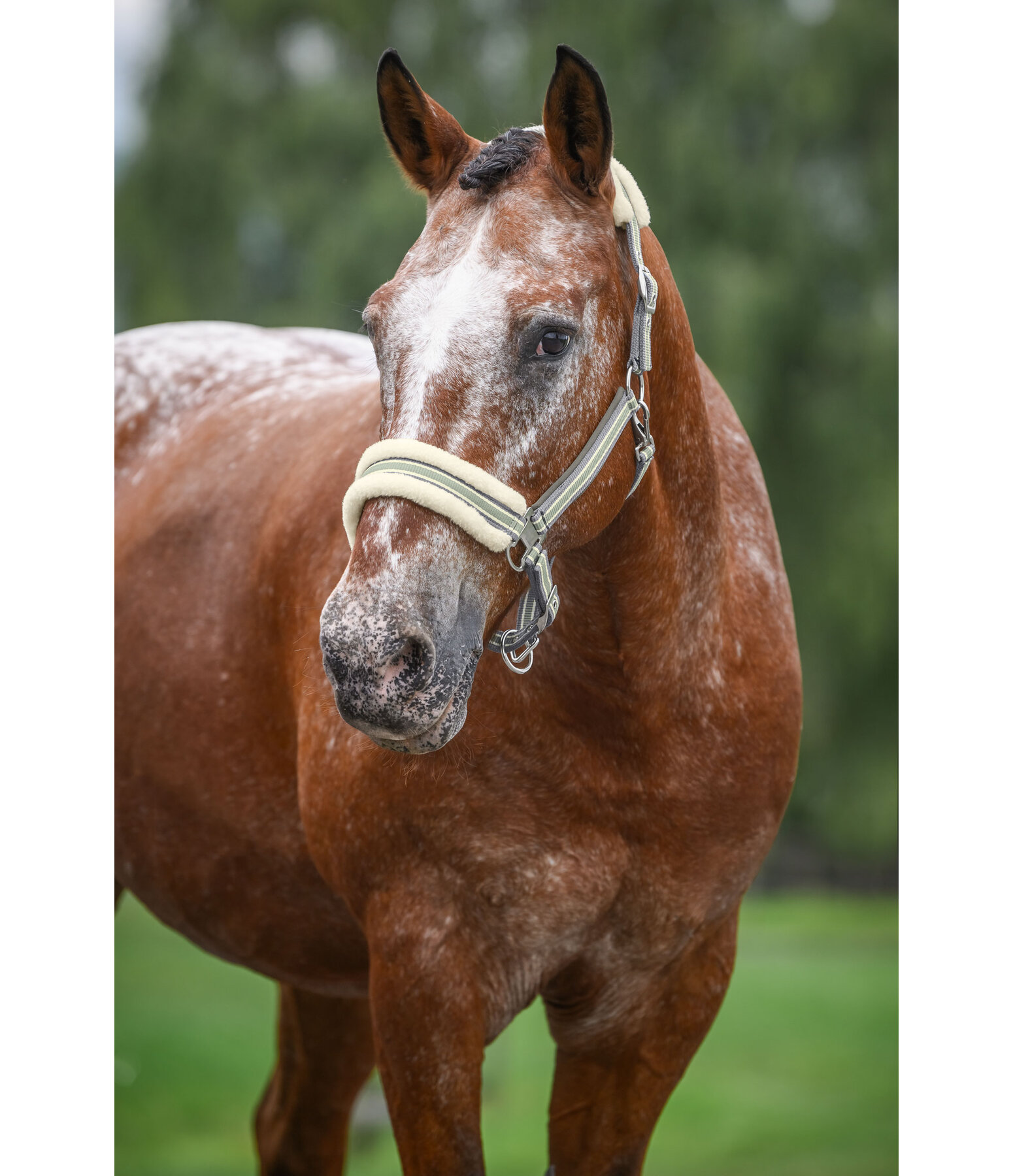 Teddy Fleece Headcollar Essential II