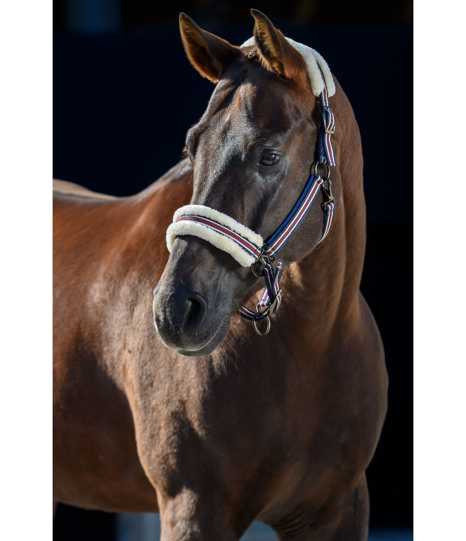 Teddy Fleece Headcollar Essential II