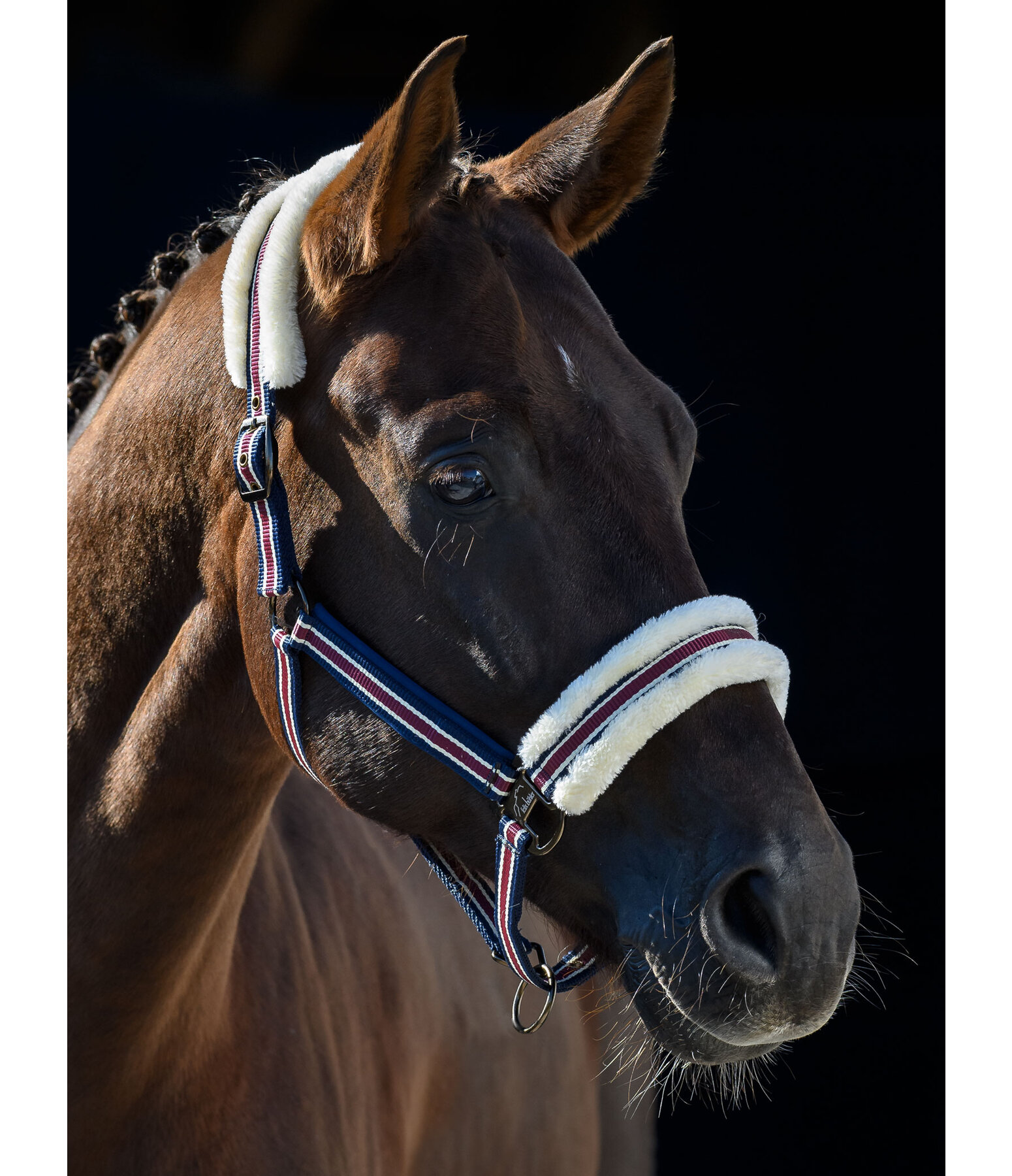 Teddy Fleece Headcollar Essential II