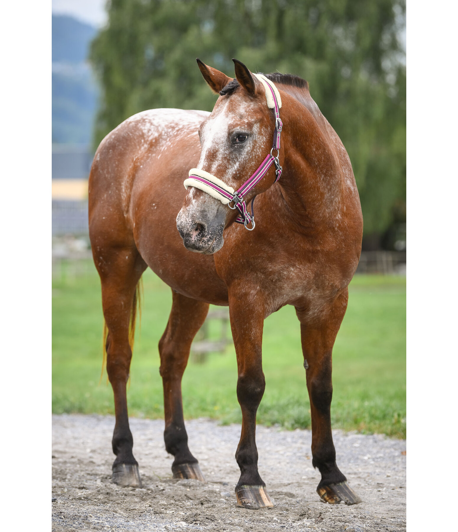 Teddy Fleece Headcollar Essential II