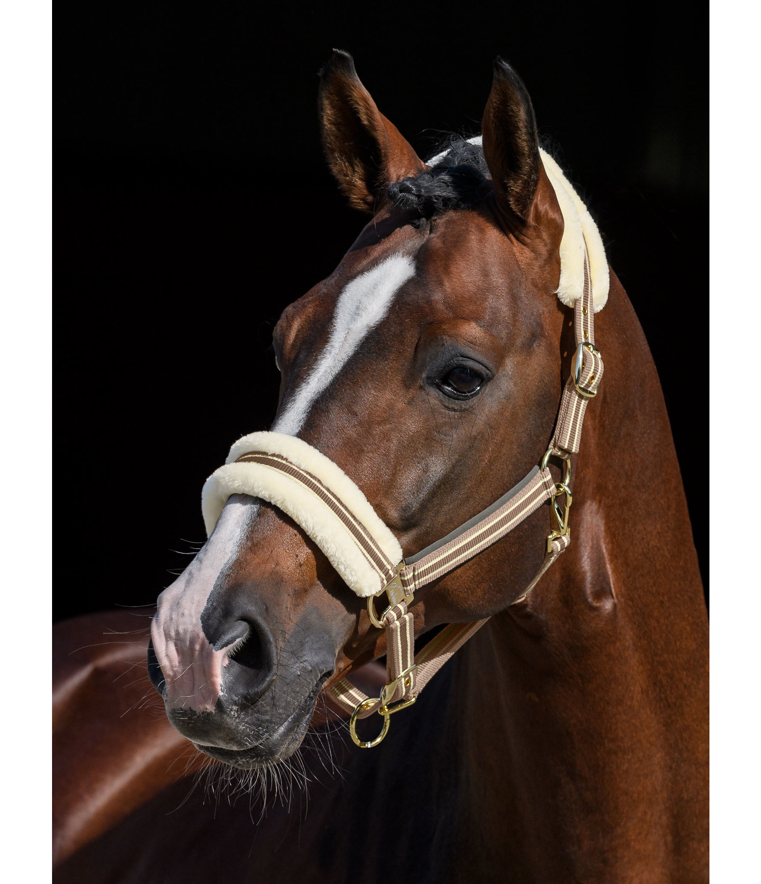 Teddy Fleece Headcollar Essential II