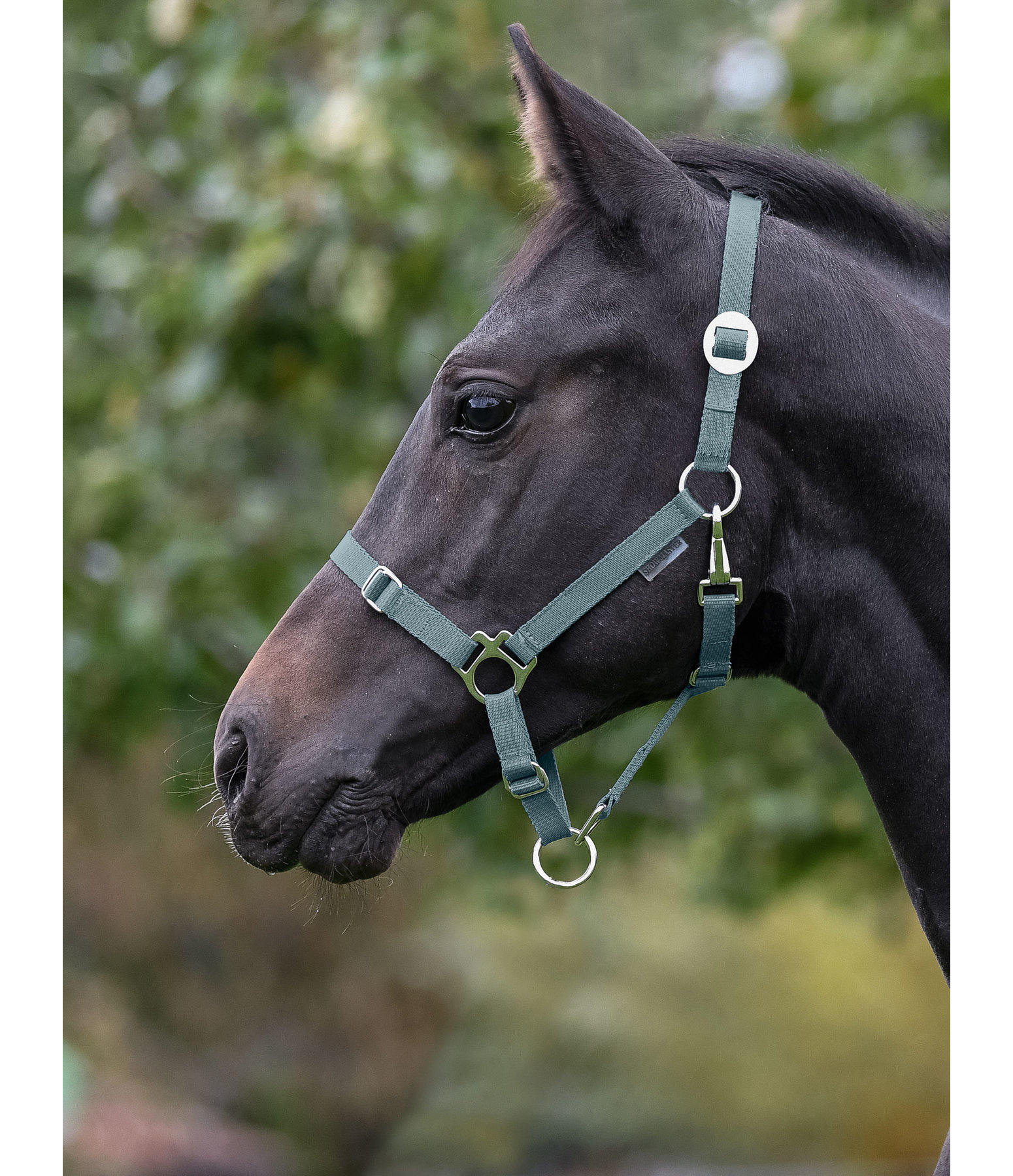 Foal and Shetland Headcollar Grow With You