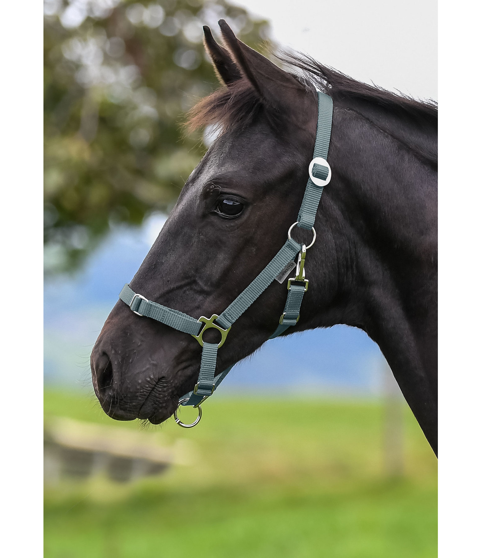 Foal and Shetland Headcollar Grow With You